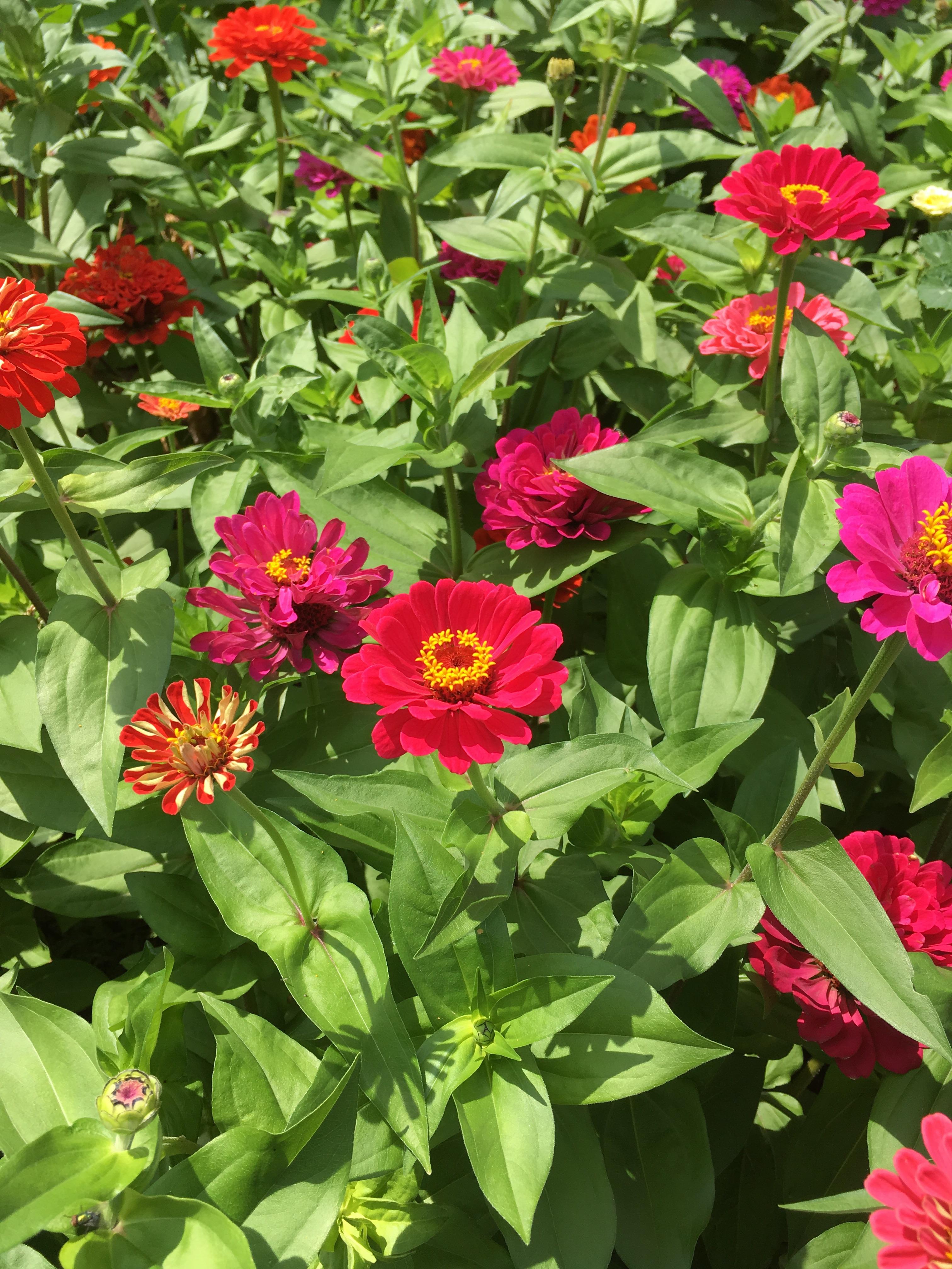 Zinnias 💕 r/flowers