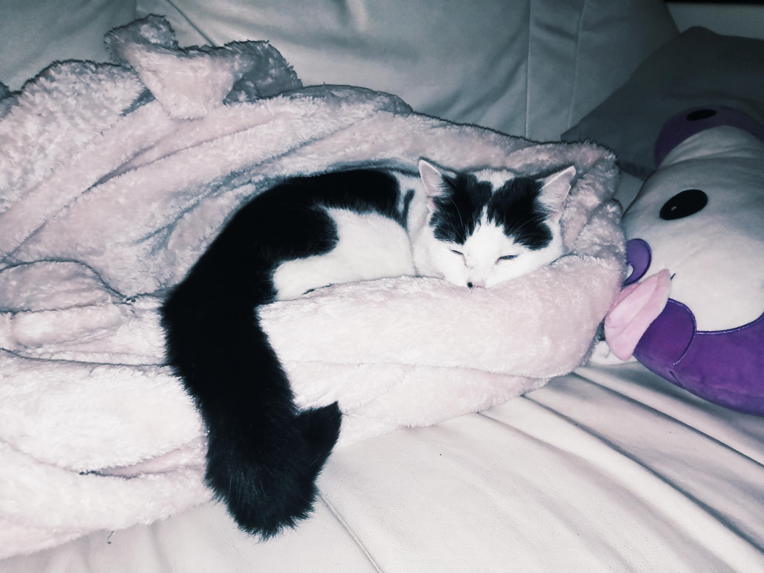 He's obsessed with our smells. Here he is asleep in my freshly worn