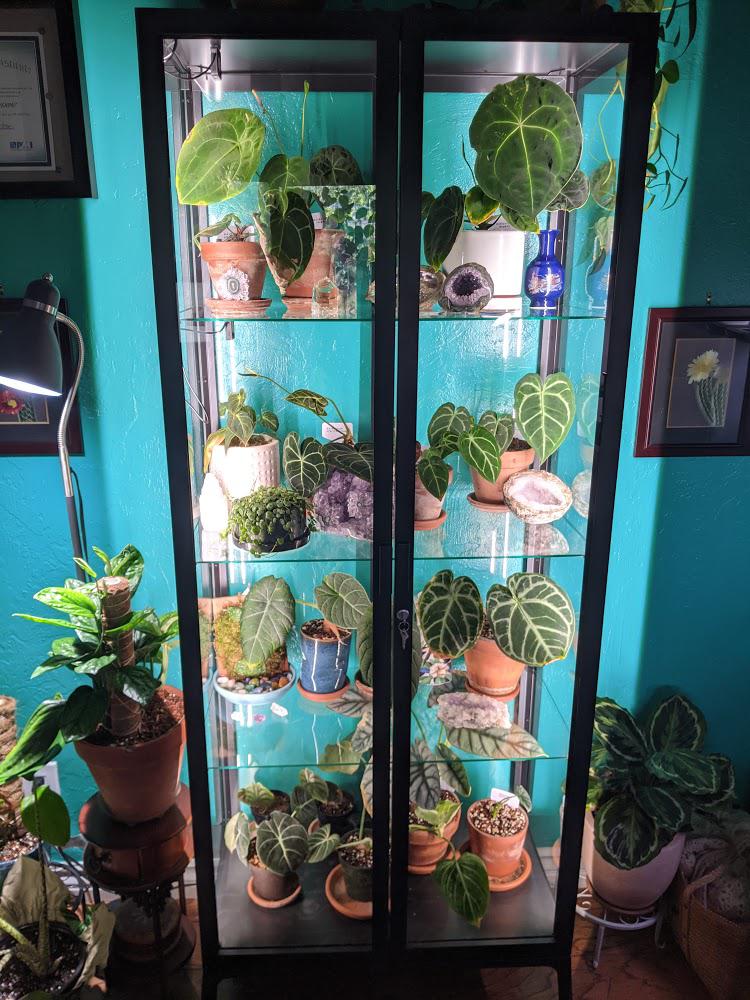 Customized a milsbo case for my anthurium & alocasia collection very