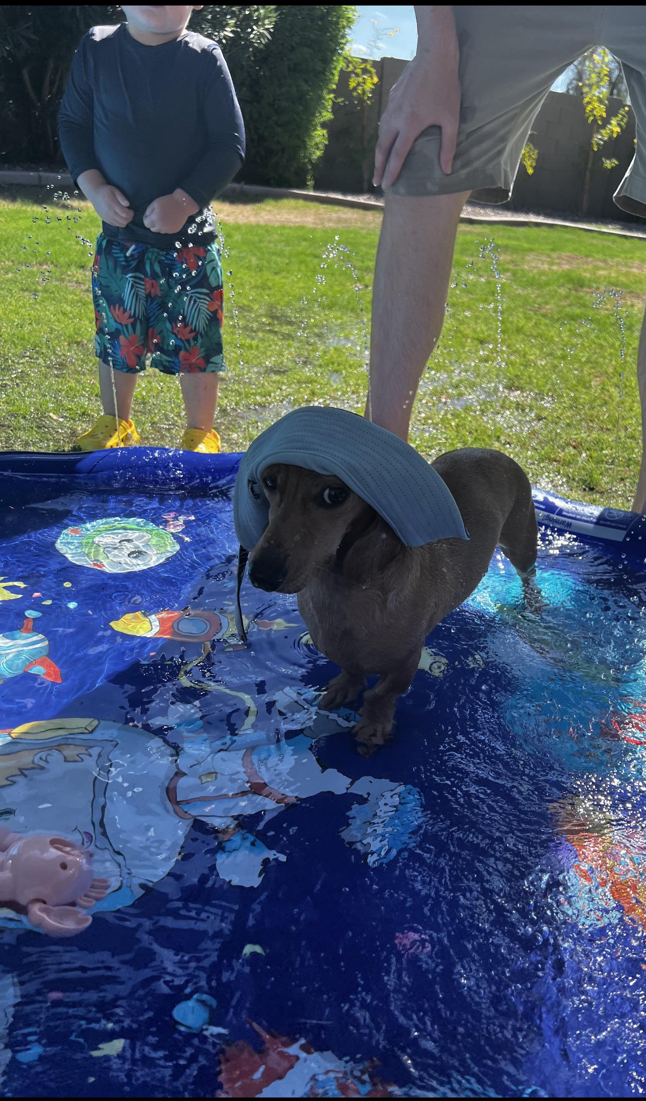 Louis does not like water day r/Dachshund
