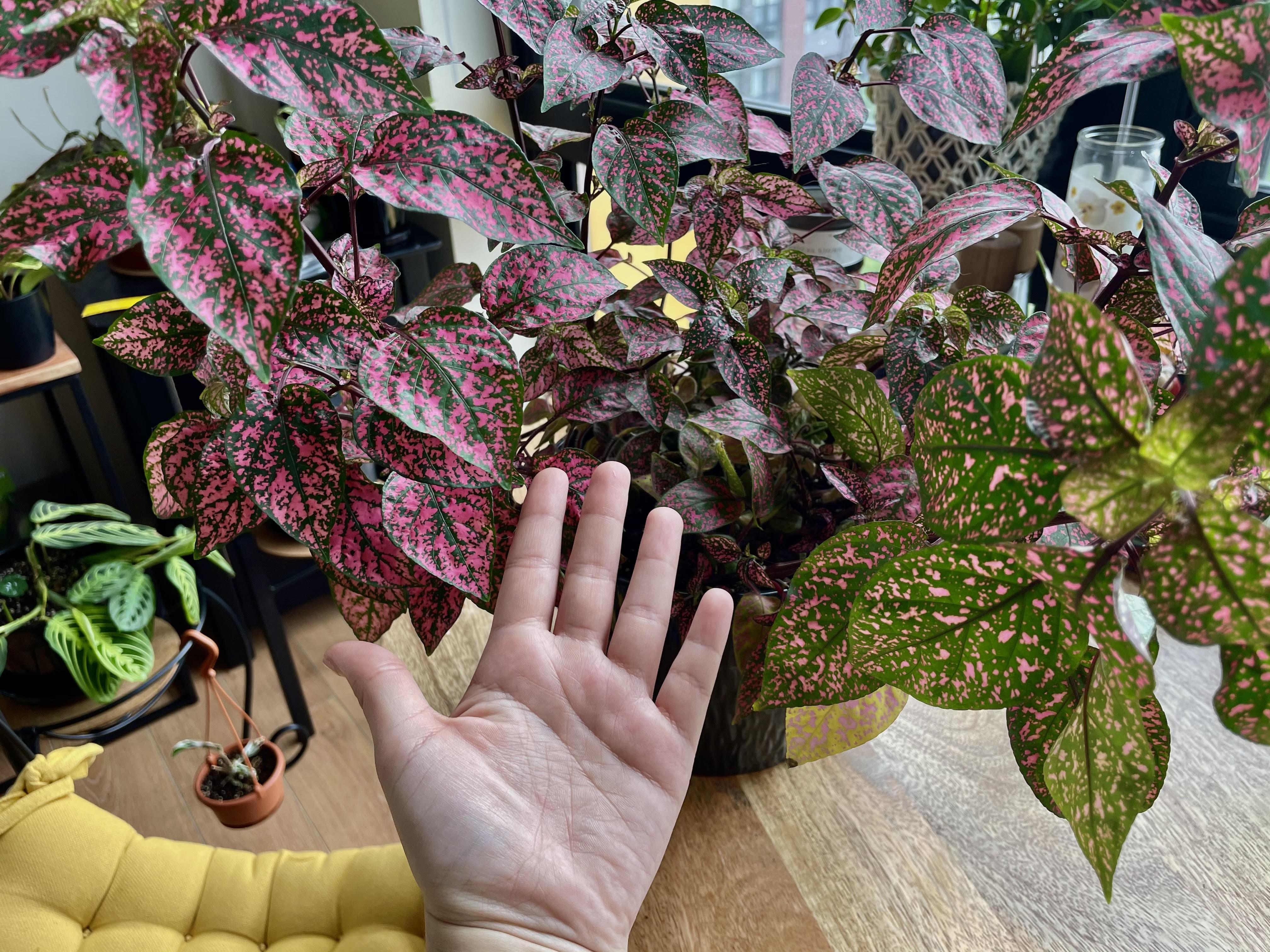 This is what happens when you don't prune your polka dot plant 😅 r