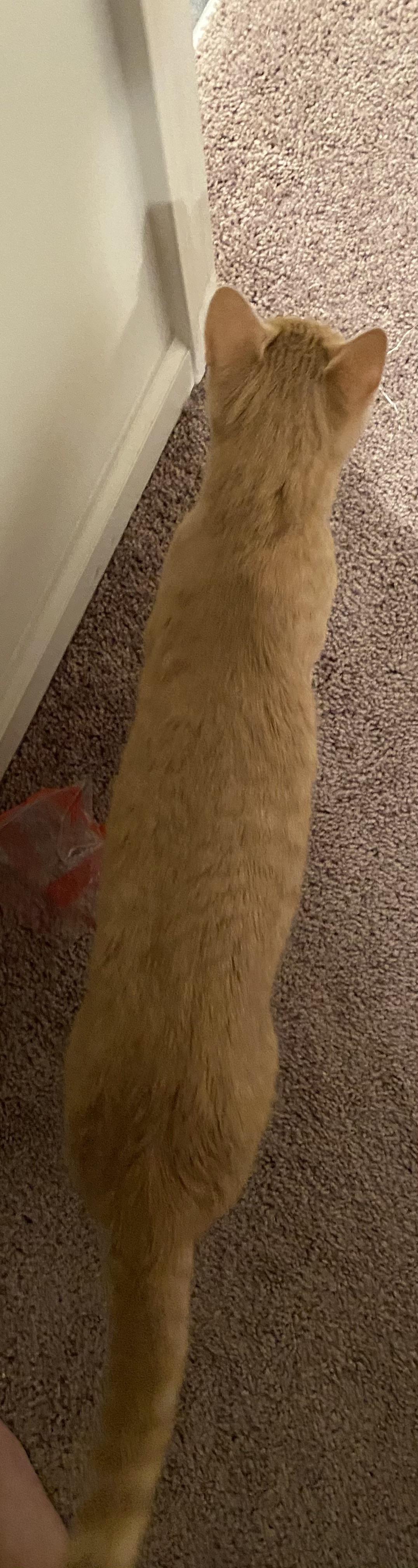 Is my cat too skinny or is he in good shape? r/CATHELP