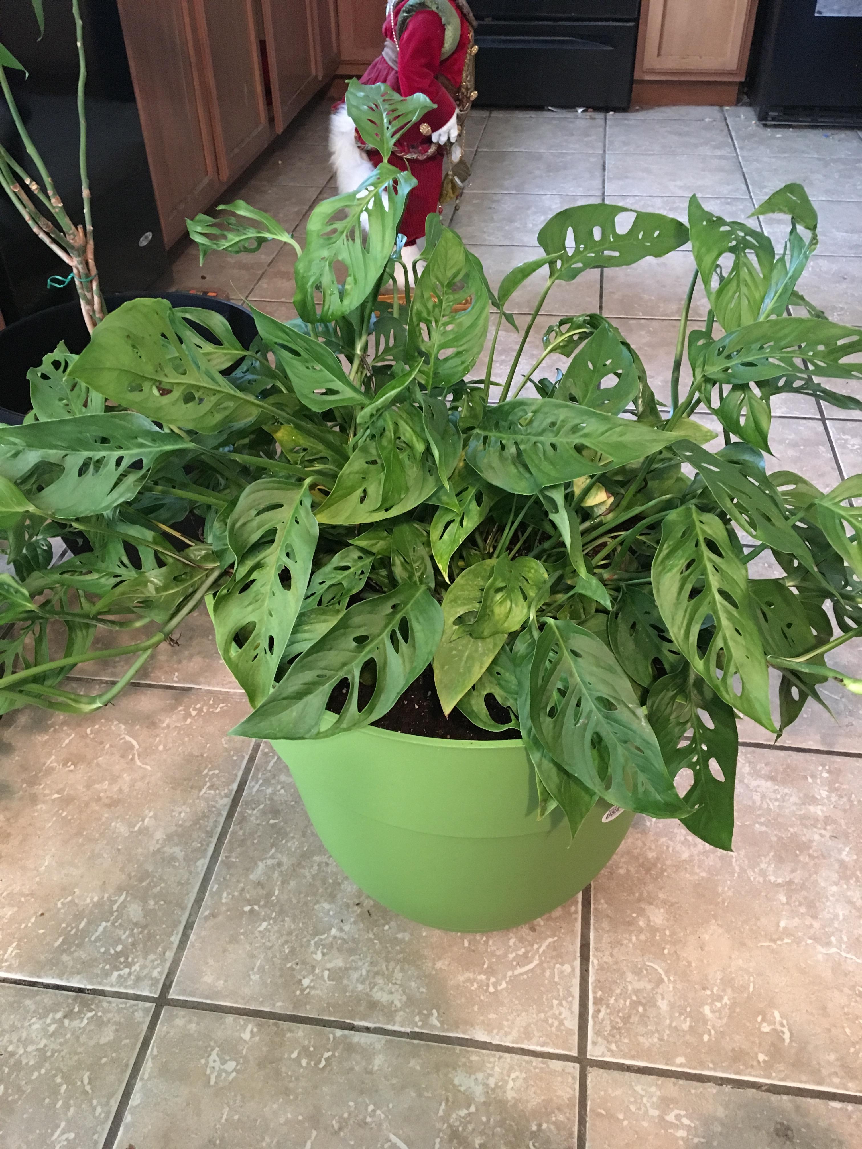 Repotted my Swiss cheese plant in an 18 inch pot. He loves the room