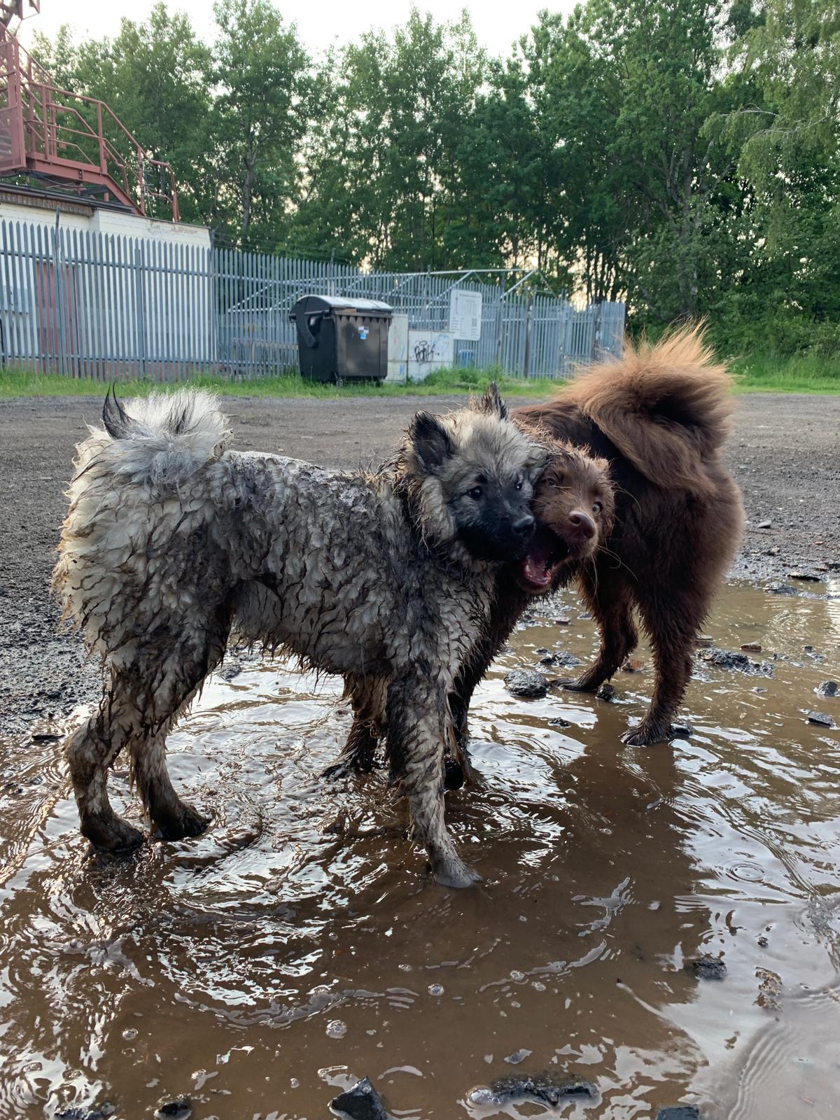 This is my son’s dog Akira at five months. She may be a Husky
