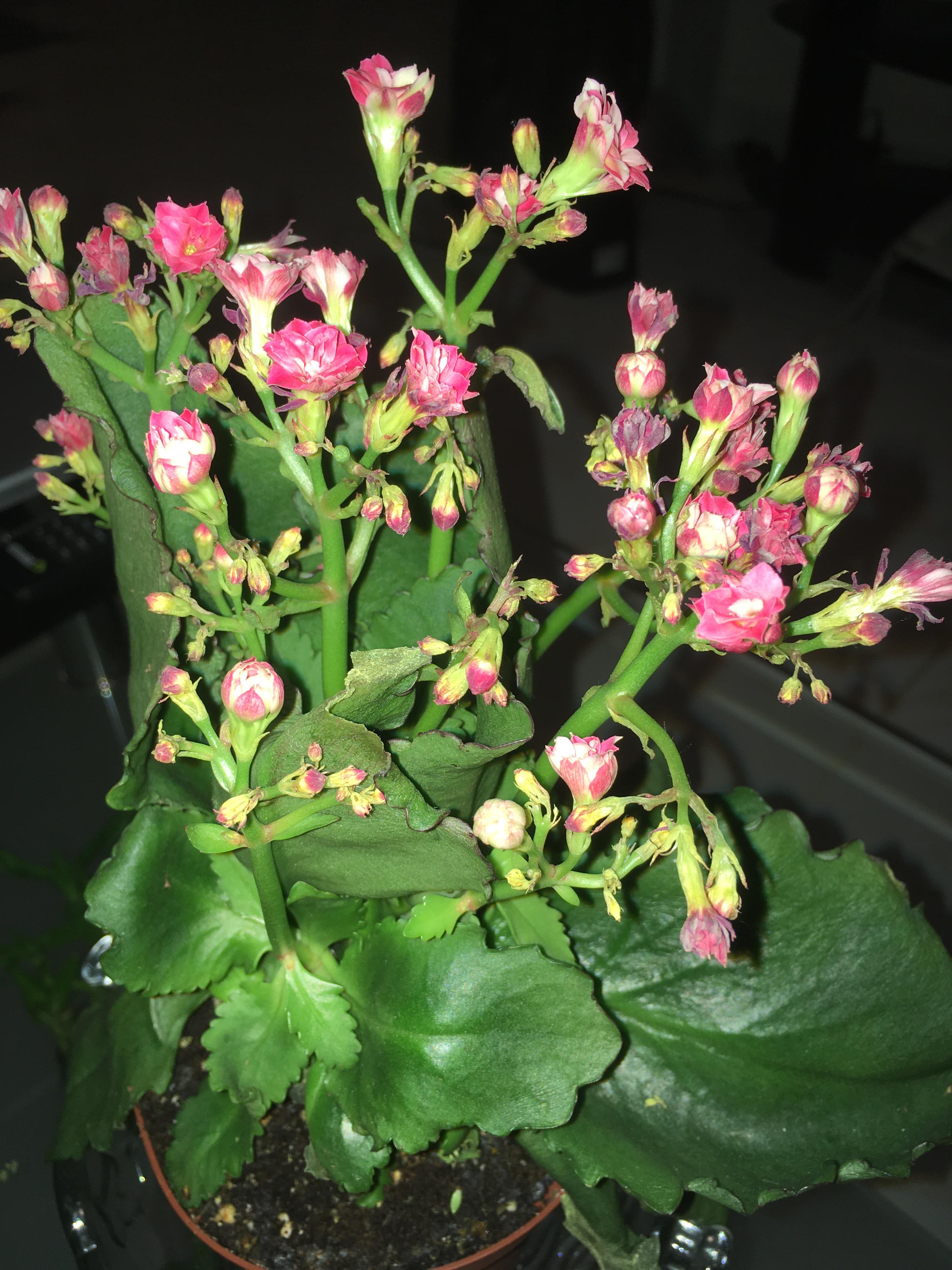 Hey, if you guys could help. My kalanchoe stems are droopy and leaves