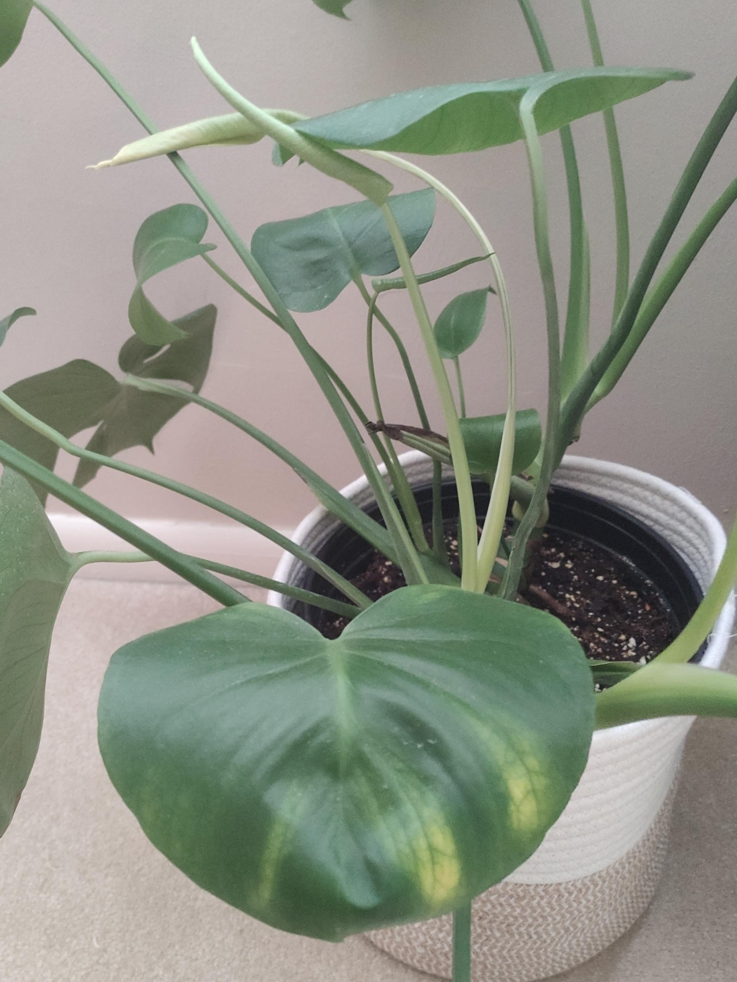 What's causing the yellowing on my monstera? And should I cut off that
