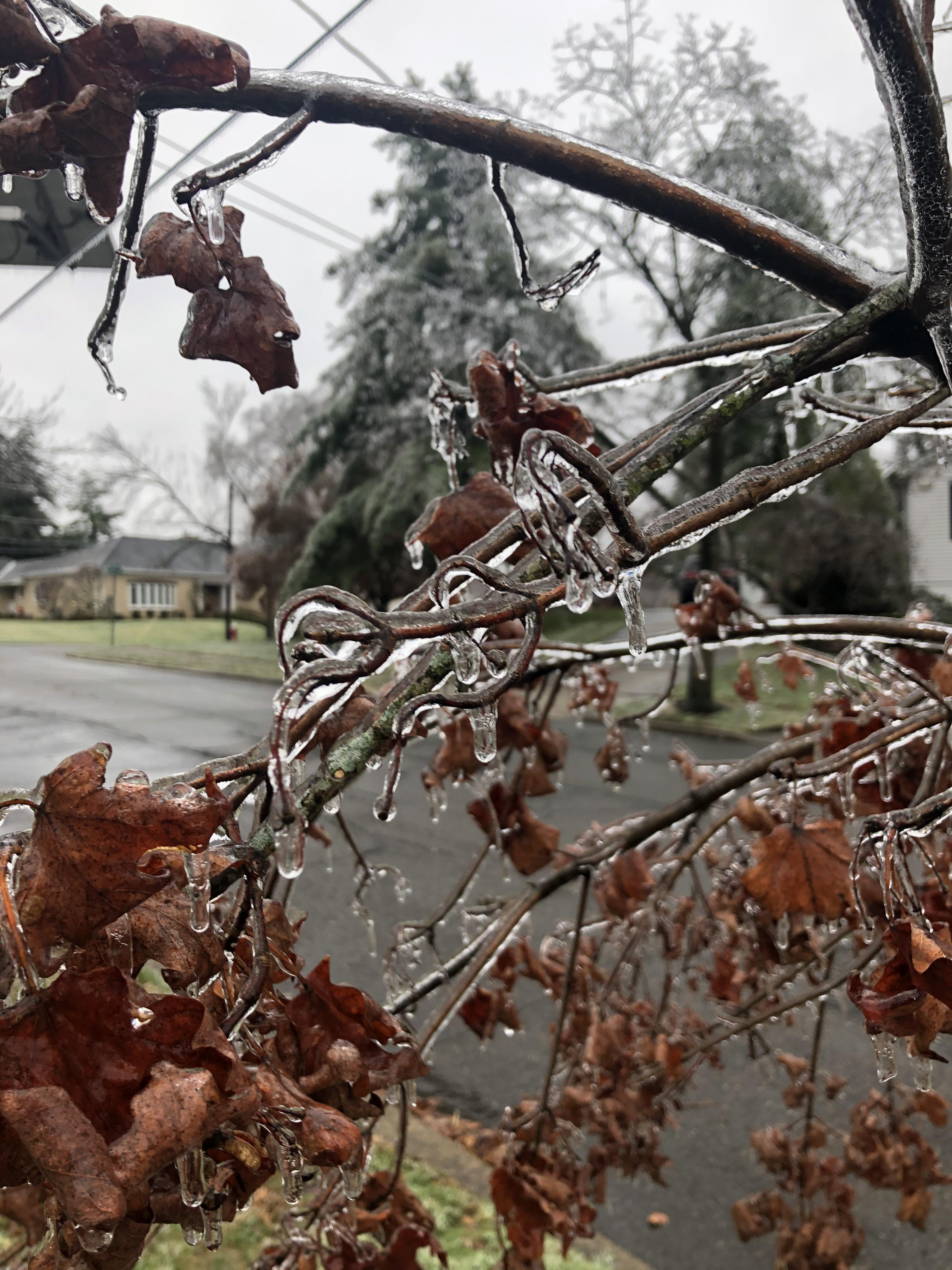 Tree freezing due to overnight rain r/pics