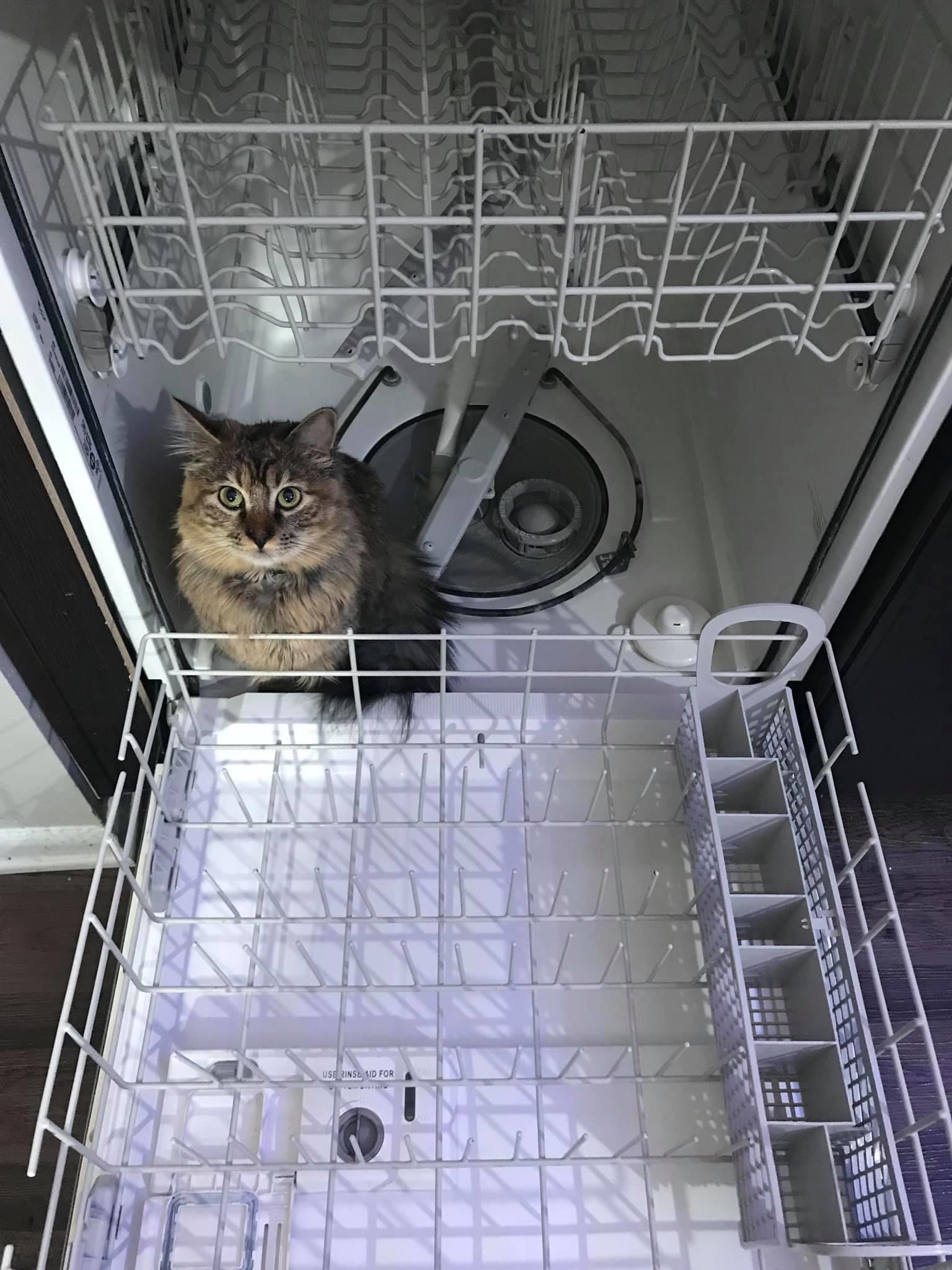 The elusive dishwasher cat breed r/cats