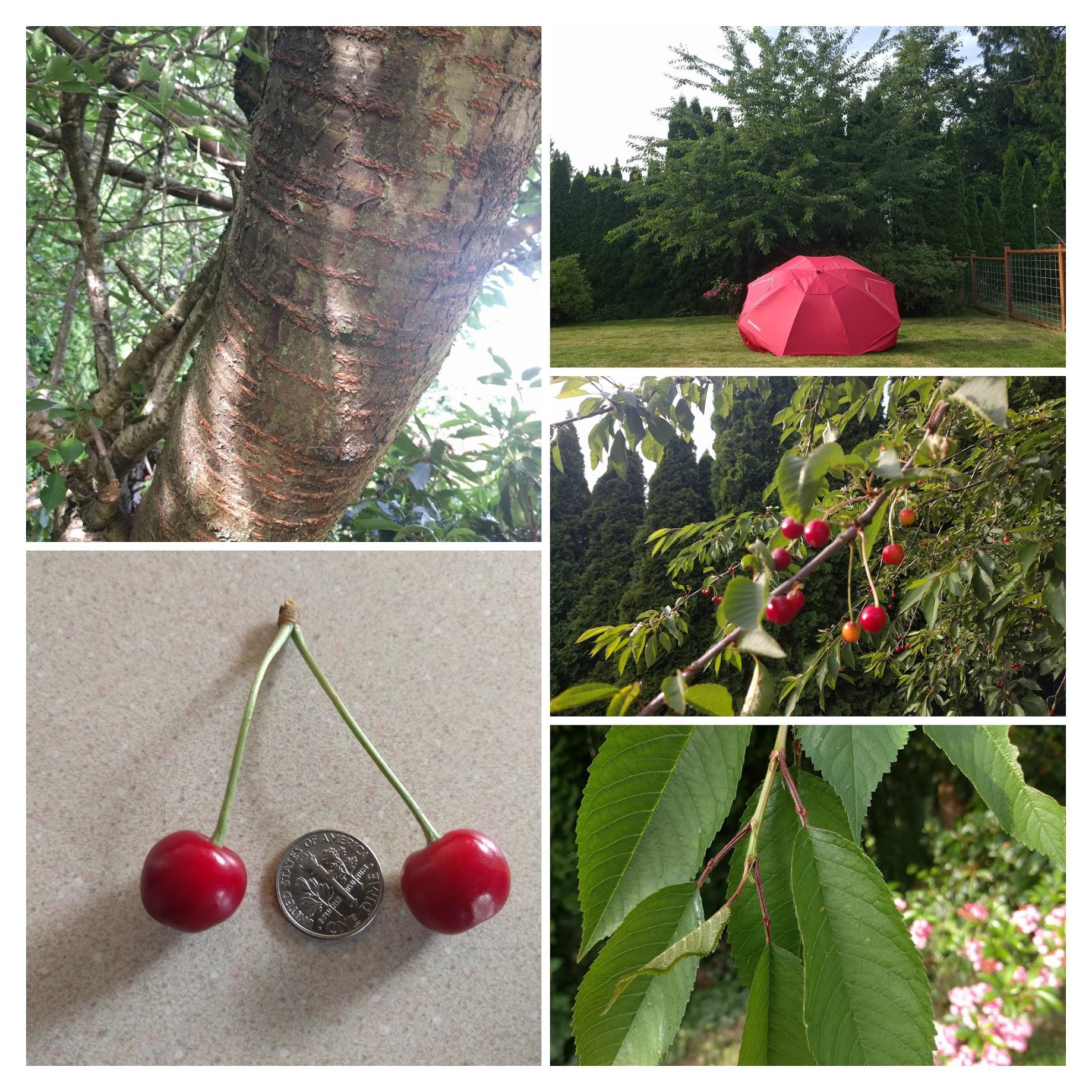 [Pacific Northwest] [outdoor] Are these cherries edible? r/whatsthisplant