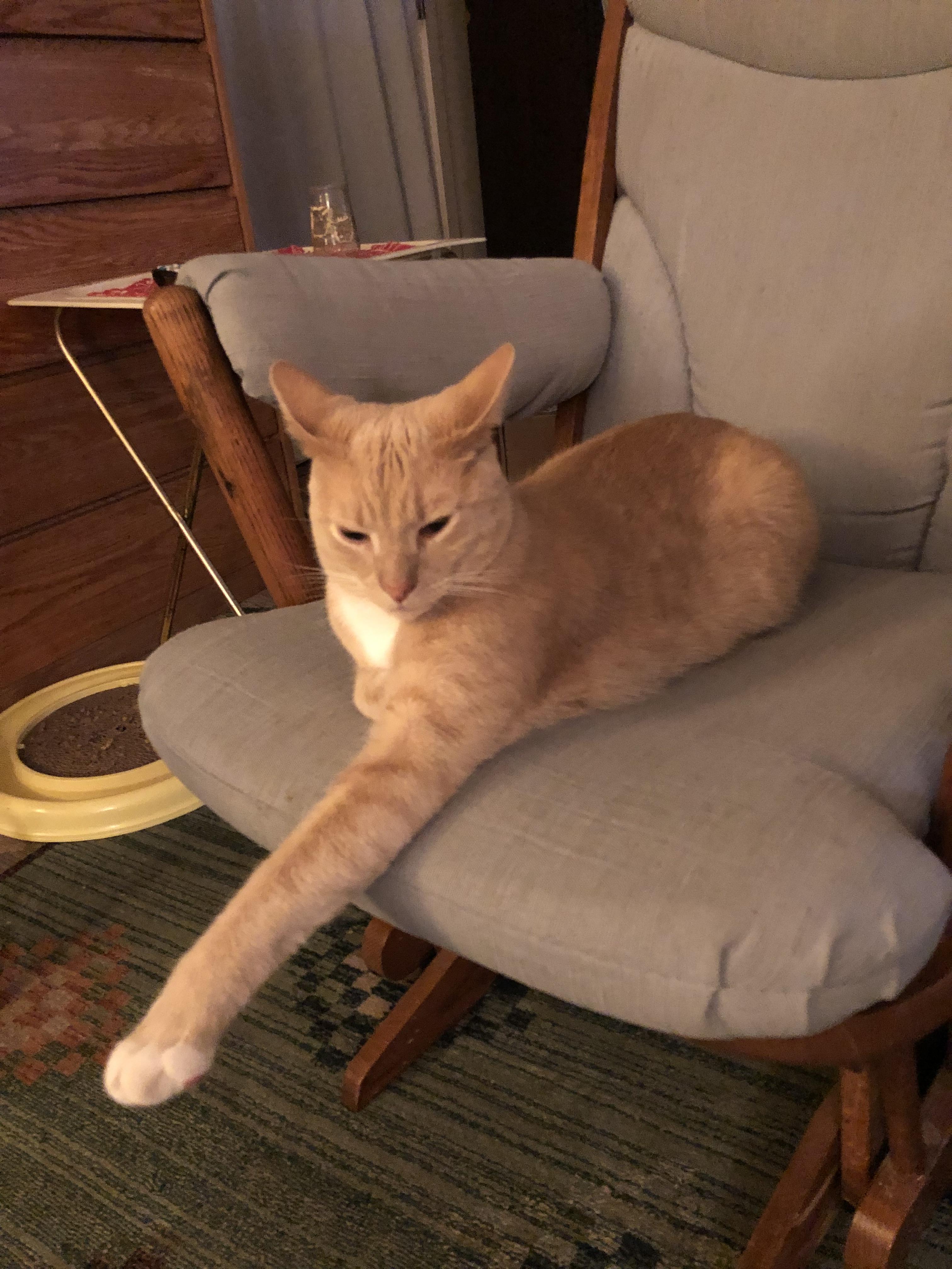 Super airplane ears from friend of a friend's cat, Bailey. r/airplaneears
