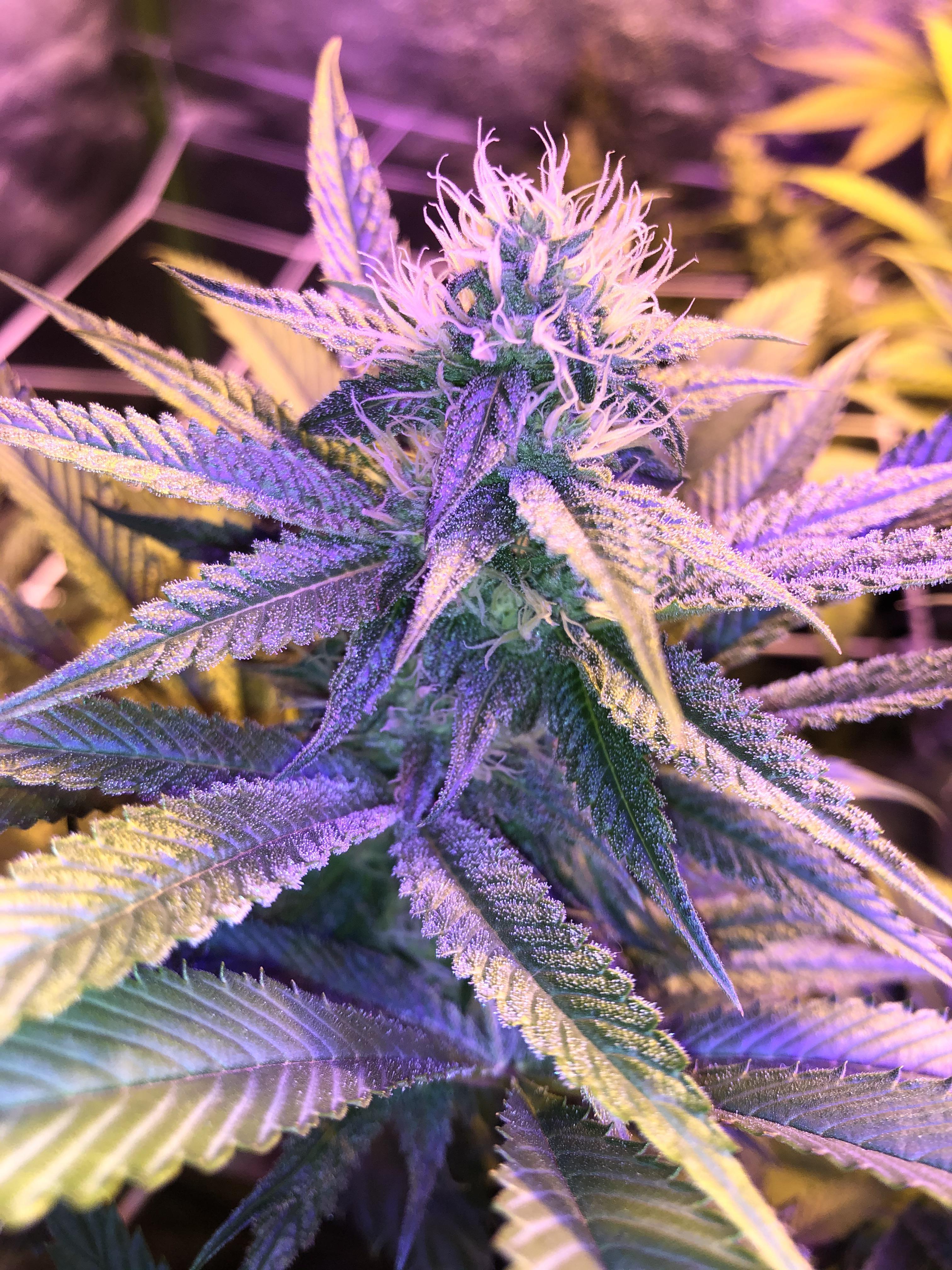 Very happy with how the rocket fuel x querkel plant is coming, smells