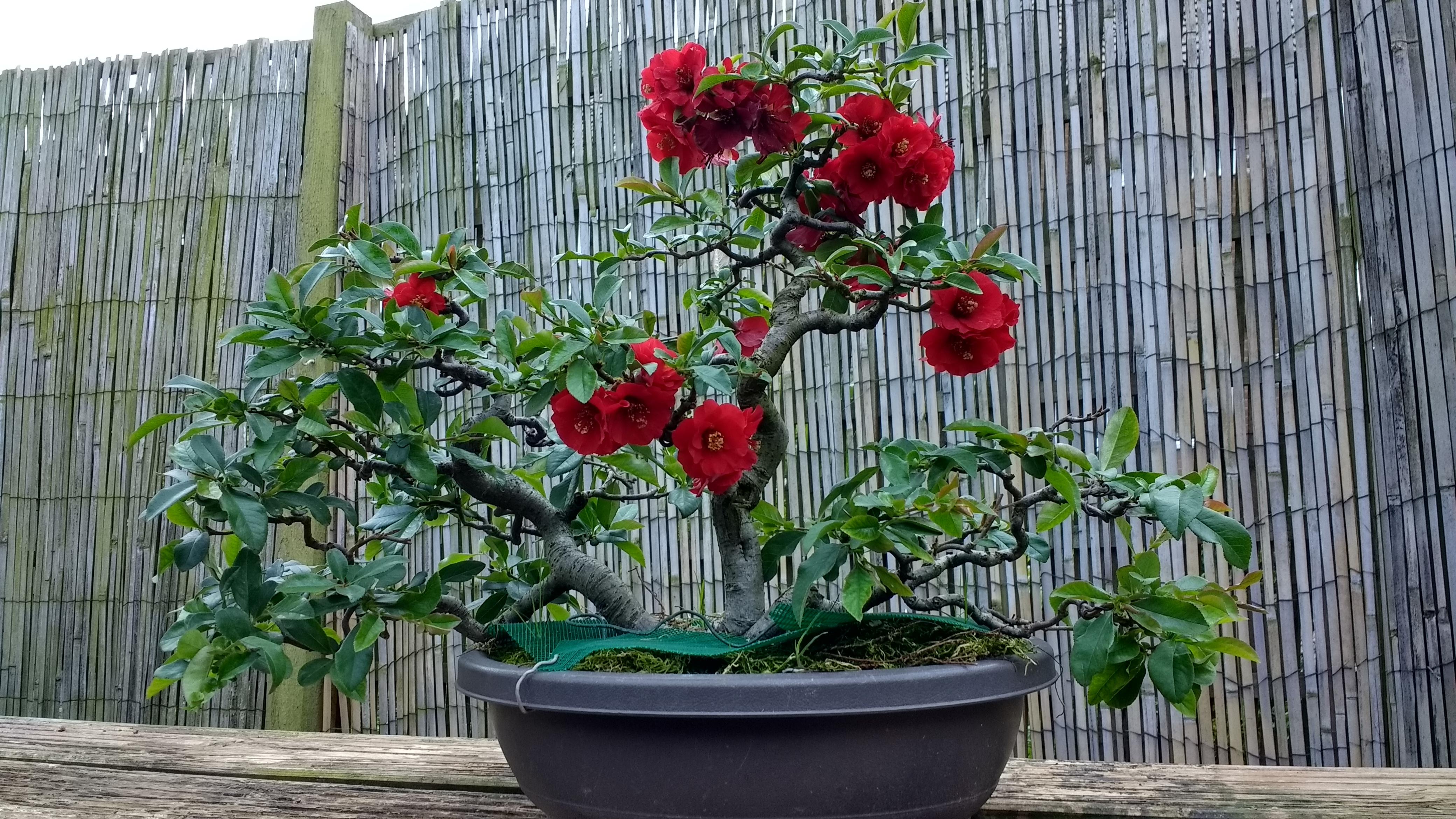 A double flowered, blood red Quince, developed by me over 28 years