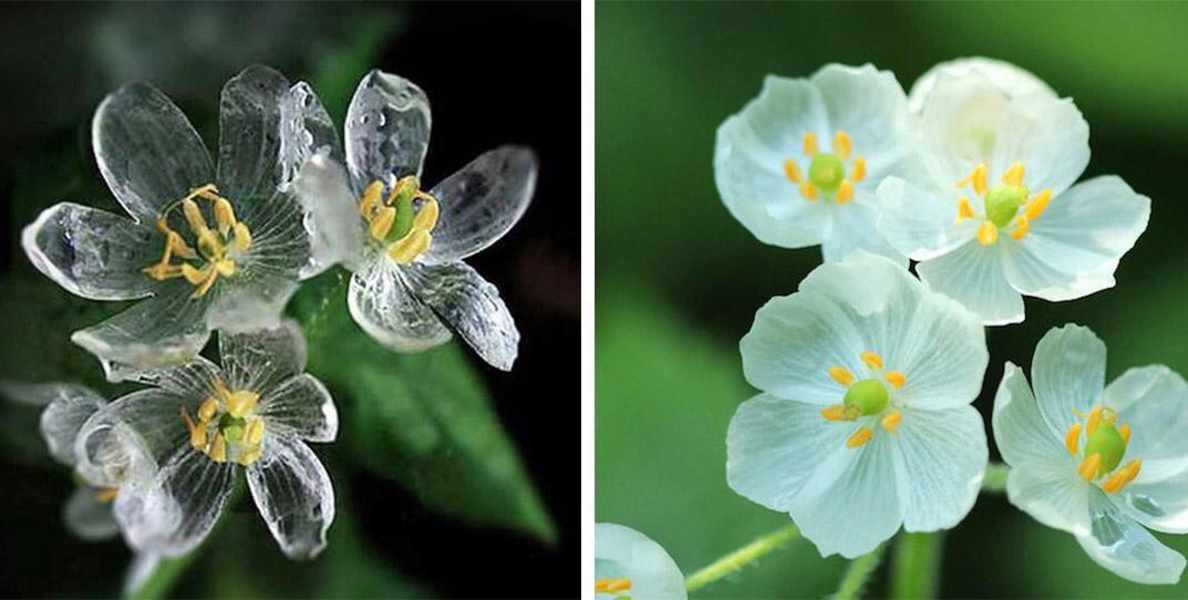 Skeleton flowers with transparent petals caused when it comes in