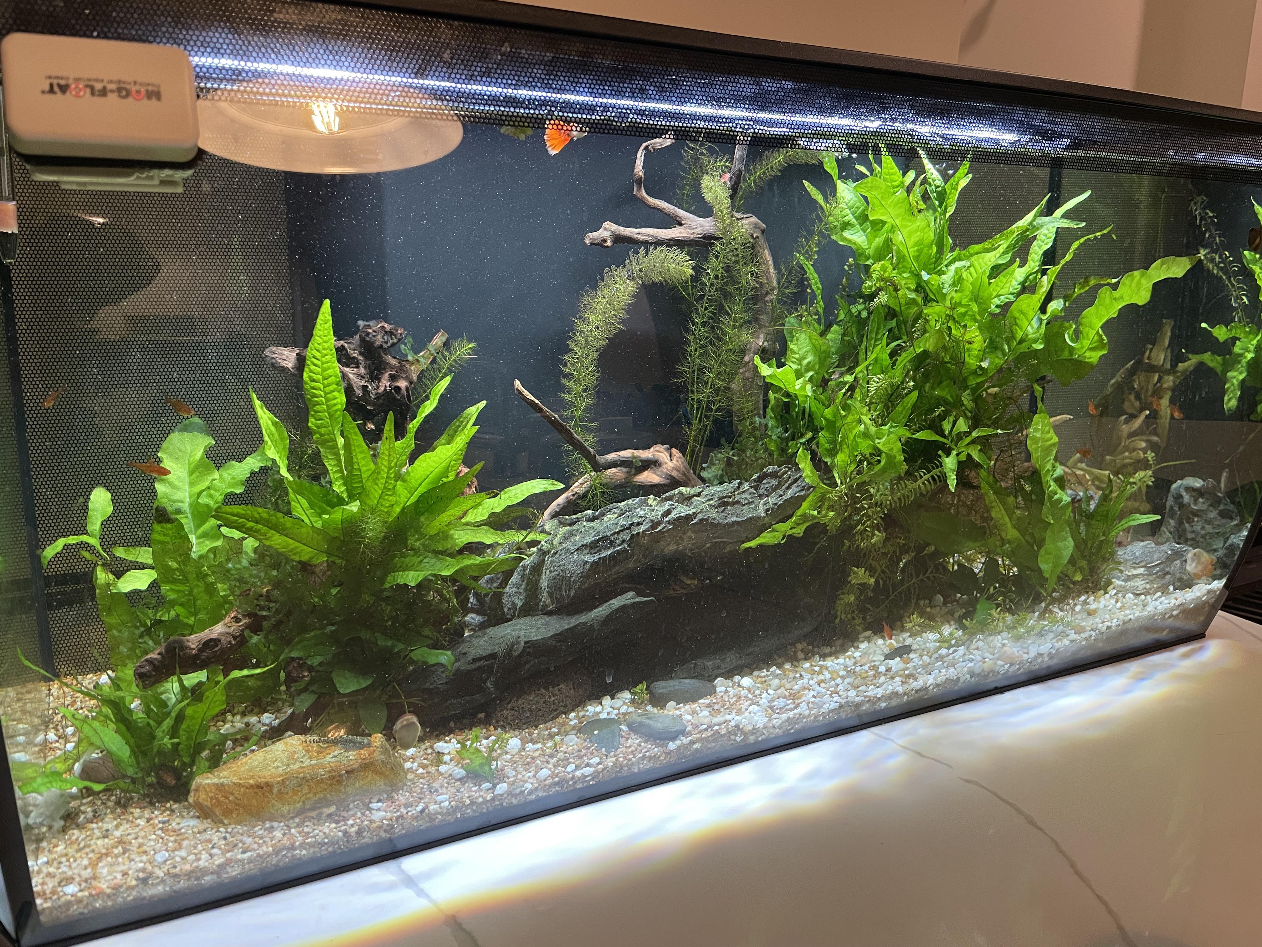 ammonia spike in previously stable planted tank? aquarium