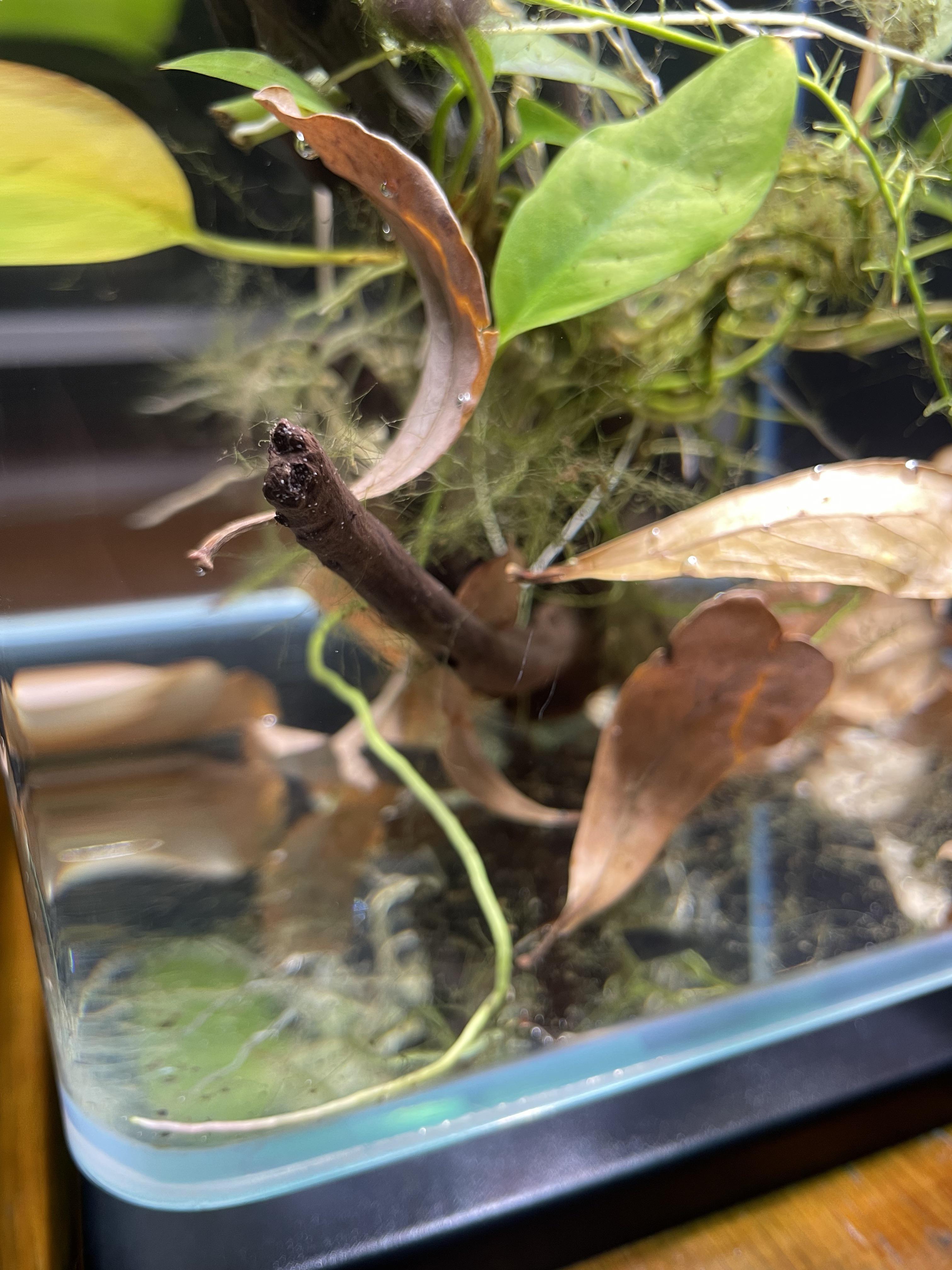 What are these tiny white specks on my driftwood? r/Aquariums
