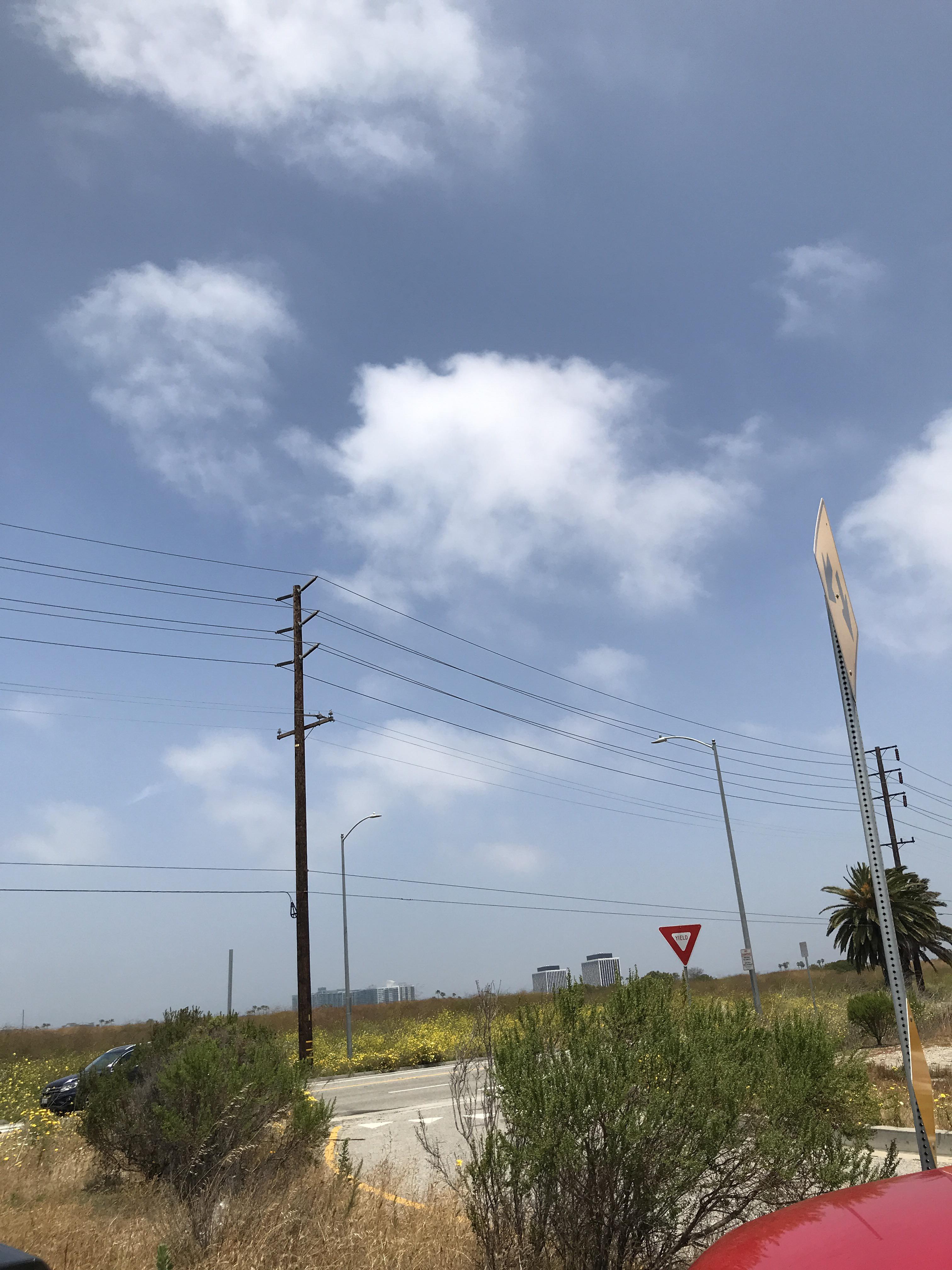 Playa del Rey wetlands, facing Marina Del Rey. There is so much growth