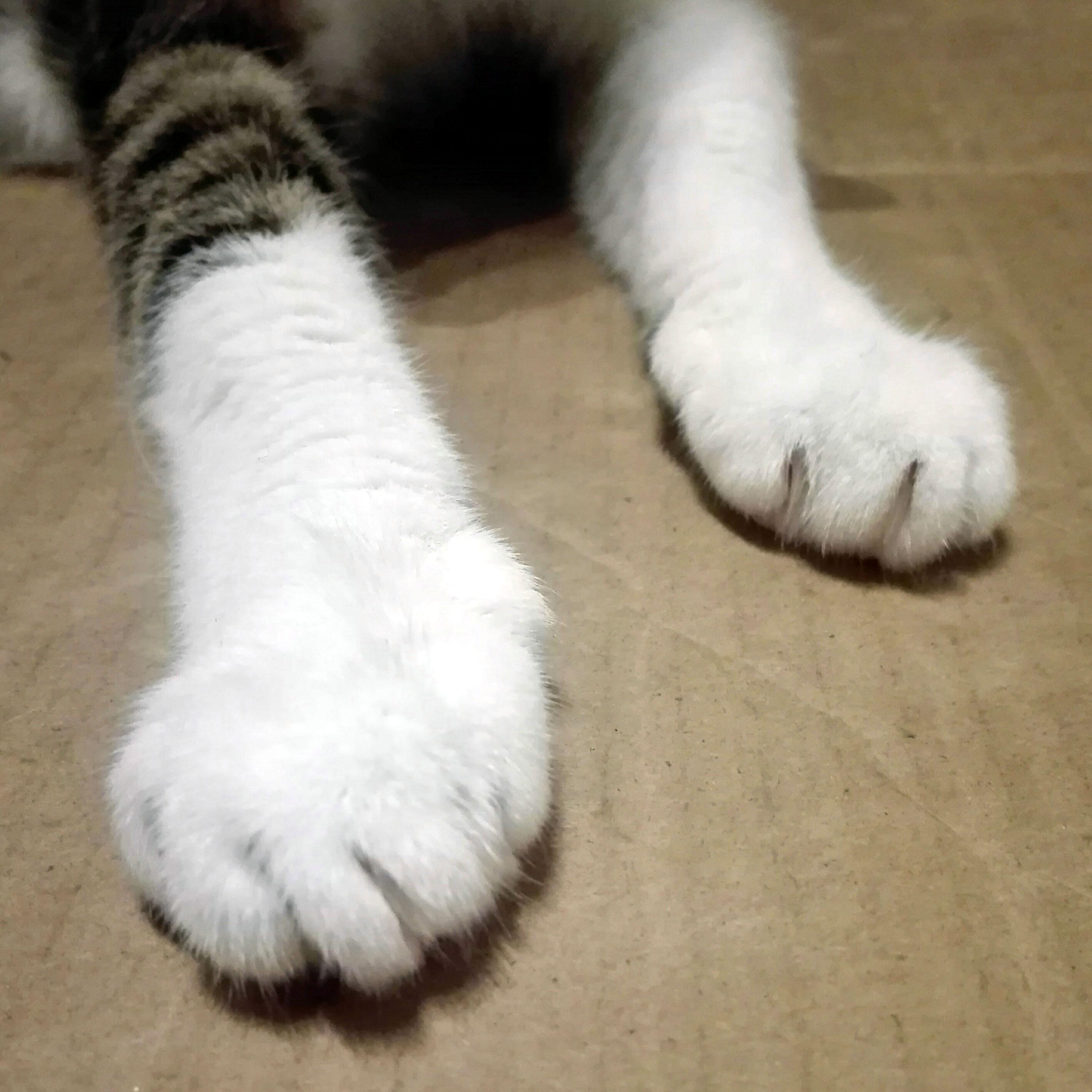 Cat Paws And Claws Full Front View, This Is My Life Meow! r/thumbcats