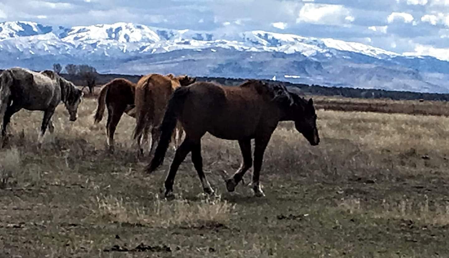 Wild Horses at Shoshone Bannock territory in Eastern Idaho. r/Idaho