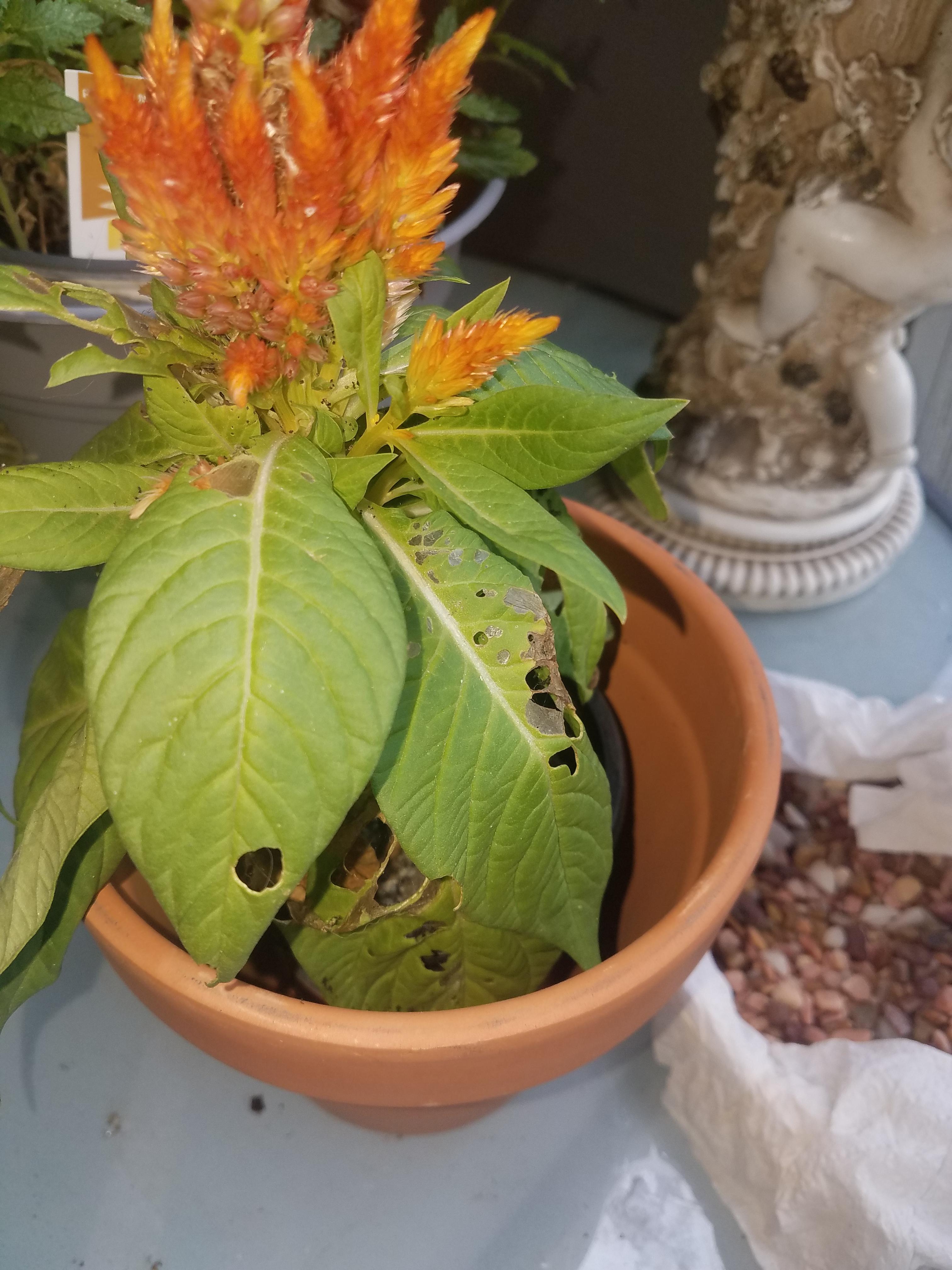 Help. What is eating my Celosia's leaves? Is someone munching on them