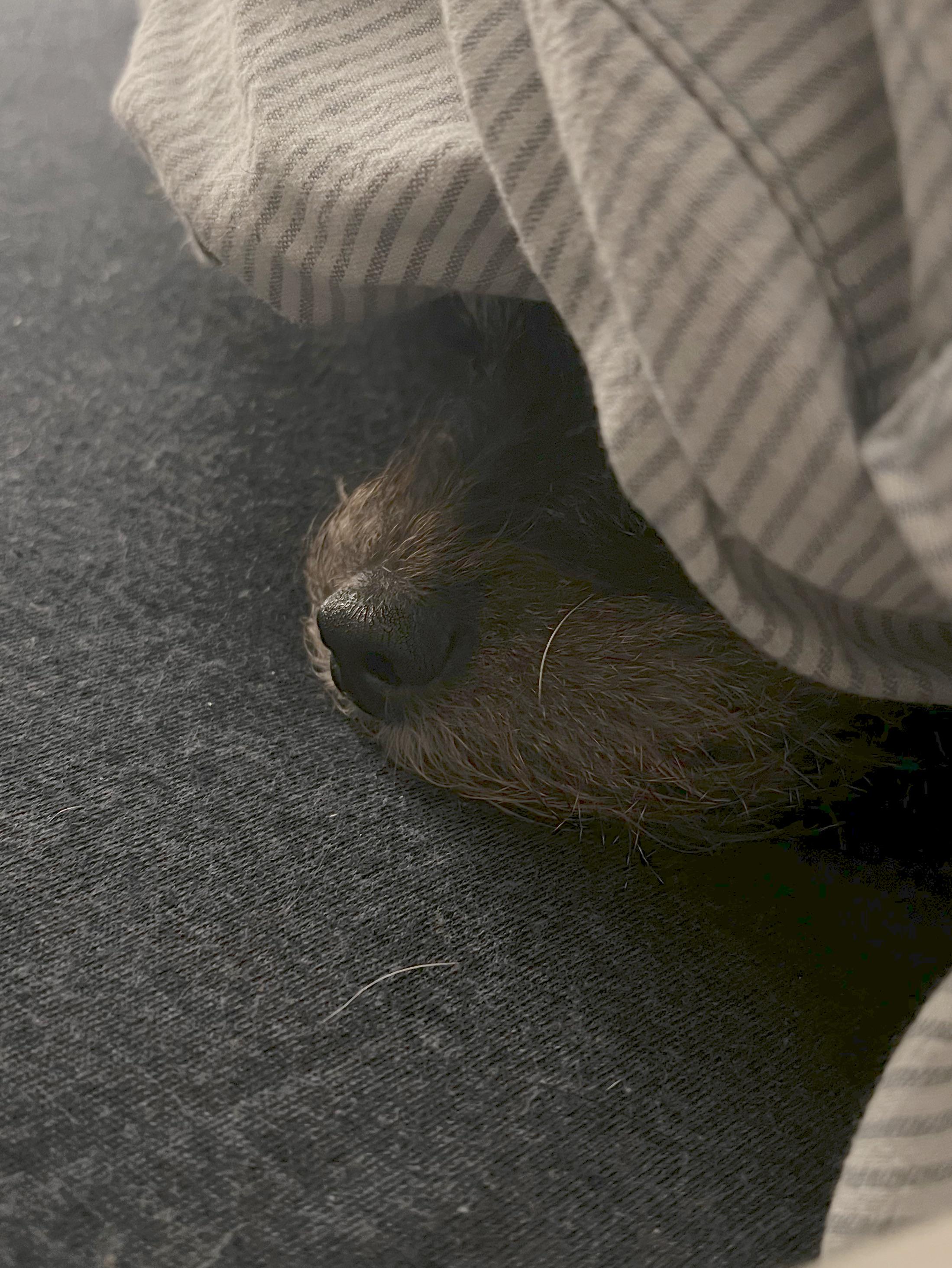 My dog loves snuggling under the covers, but sticking out her little