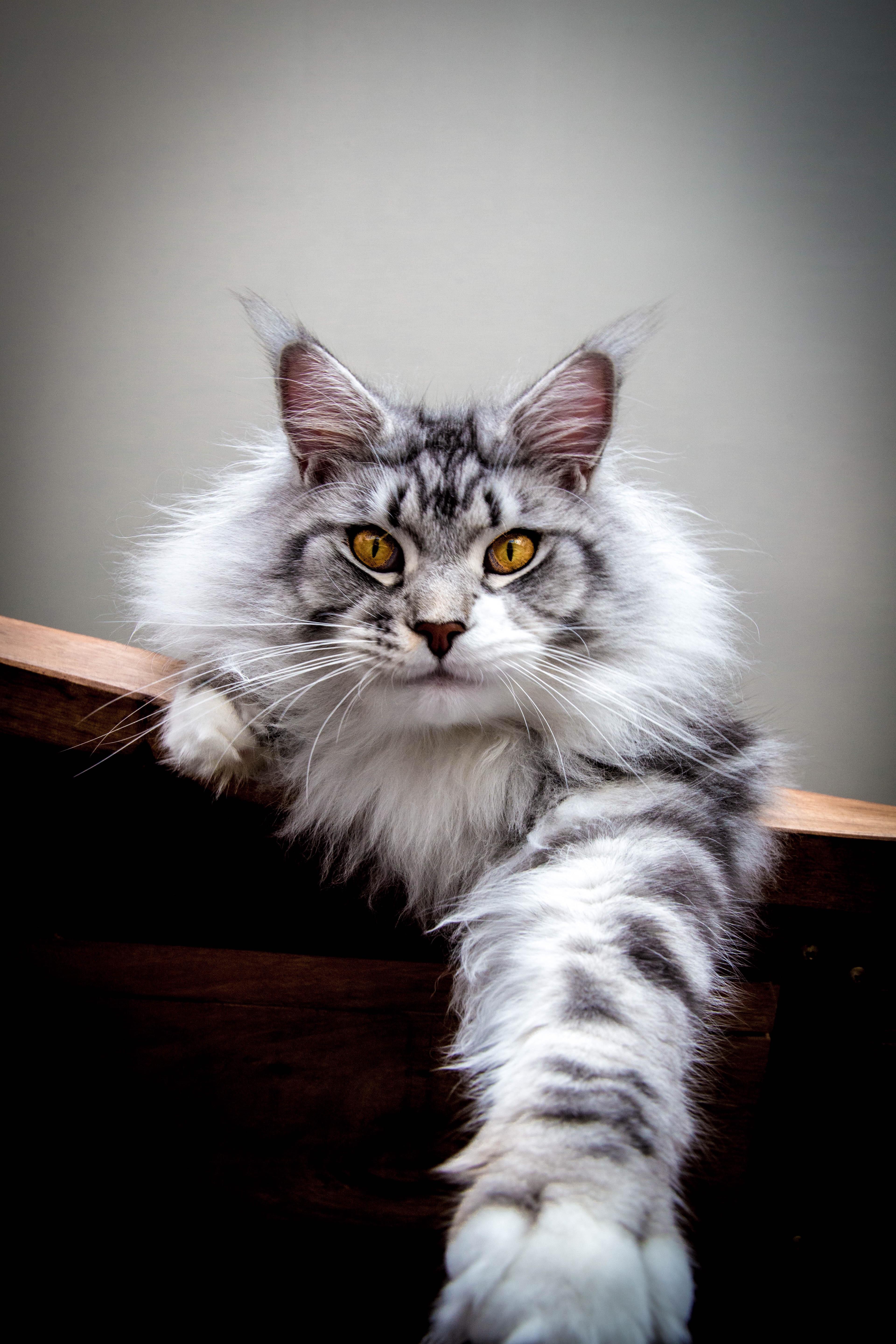Zeus is a great Absolute Unit name for this Absolute Unit Maine Coon