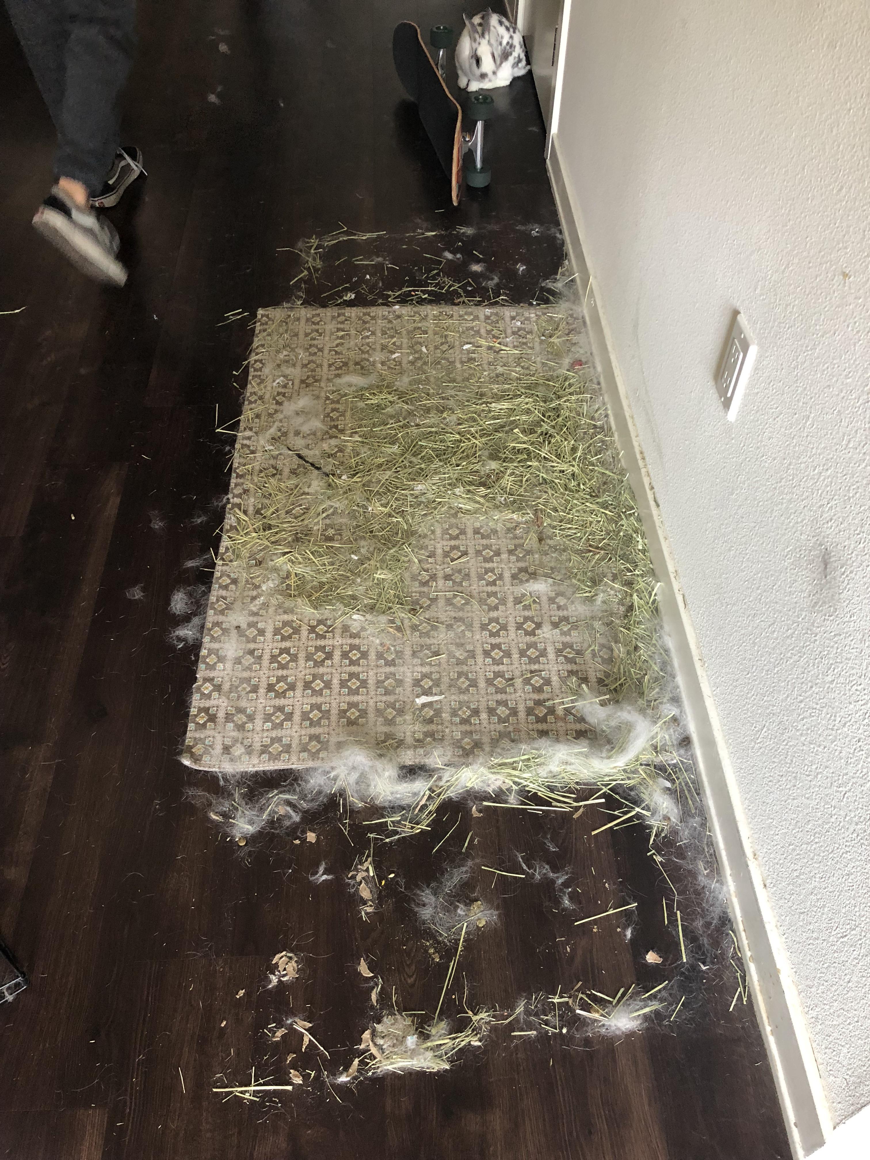 Sheds more than a dog. r/Rabbits