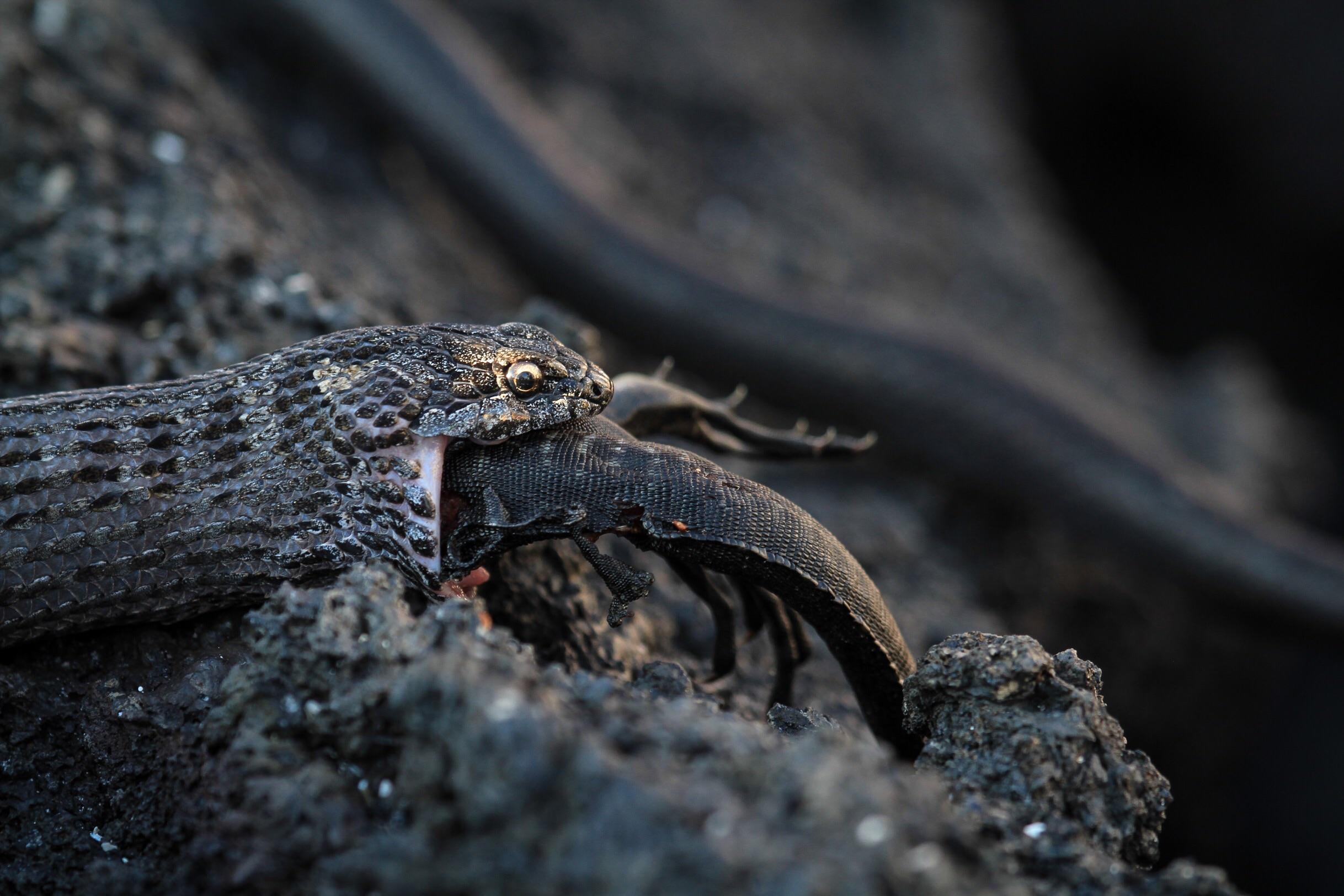 This Racer Snake eating a Marine Iguana (OC) r/natureismetal
