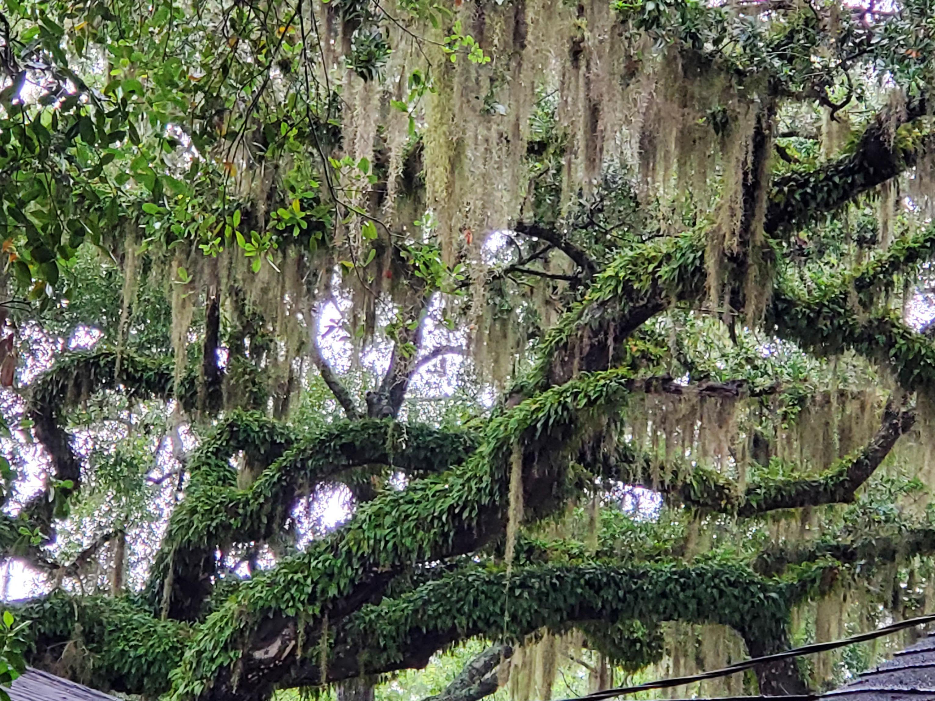 Raining in Florida for two days straight. Thought you all might enjoy