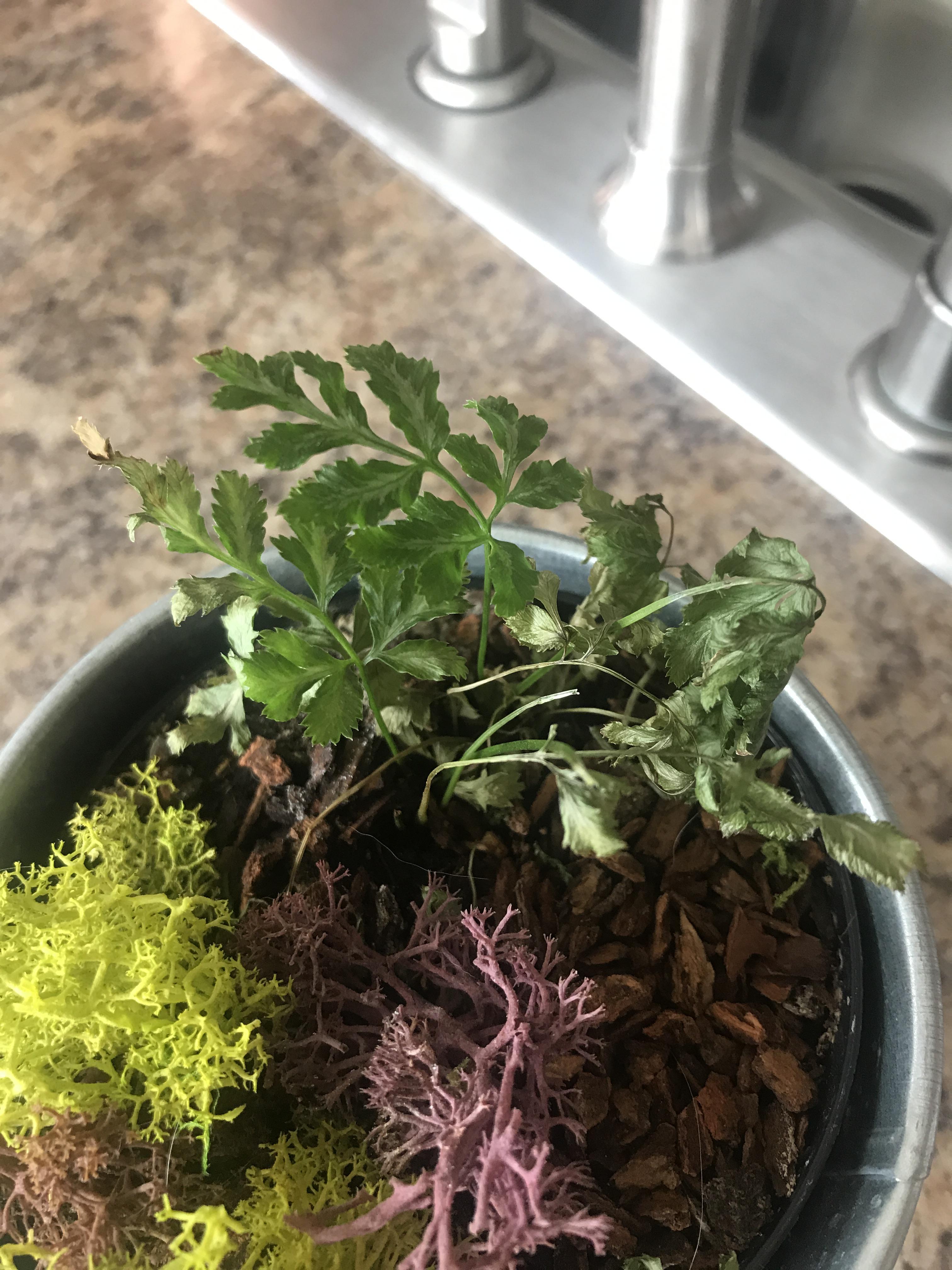 Need help! Is there anyway I can revive this fern? Care tips