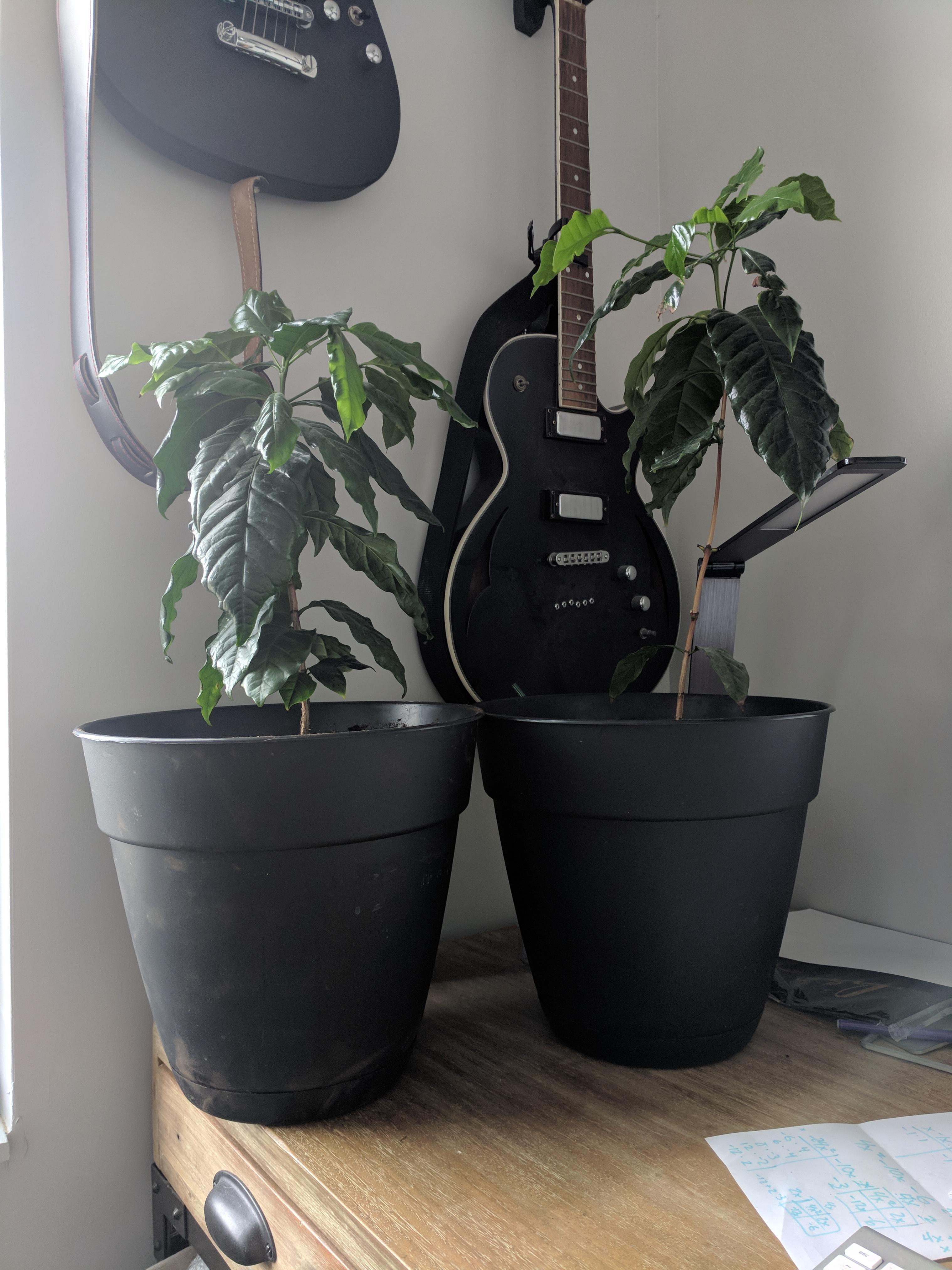 Finally got around to repotting the coffee tree on the left. 10 months in and he's 14" while his