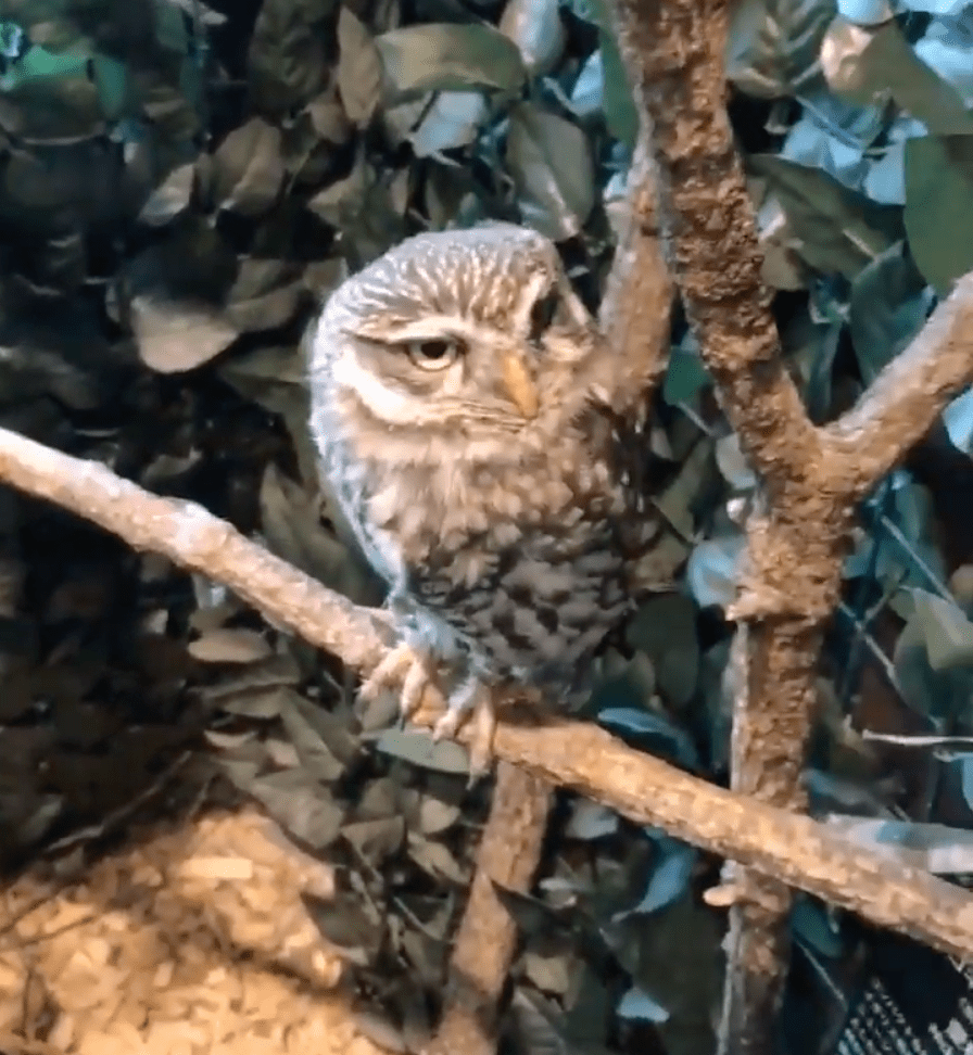 An adorable tiny owl I met in Japan a couple years ago! I just wish I knew what type of owl it