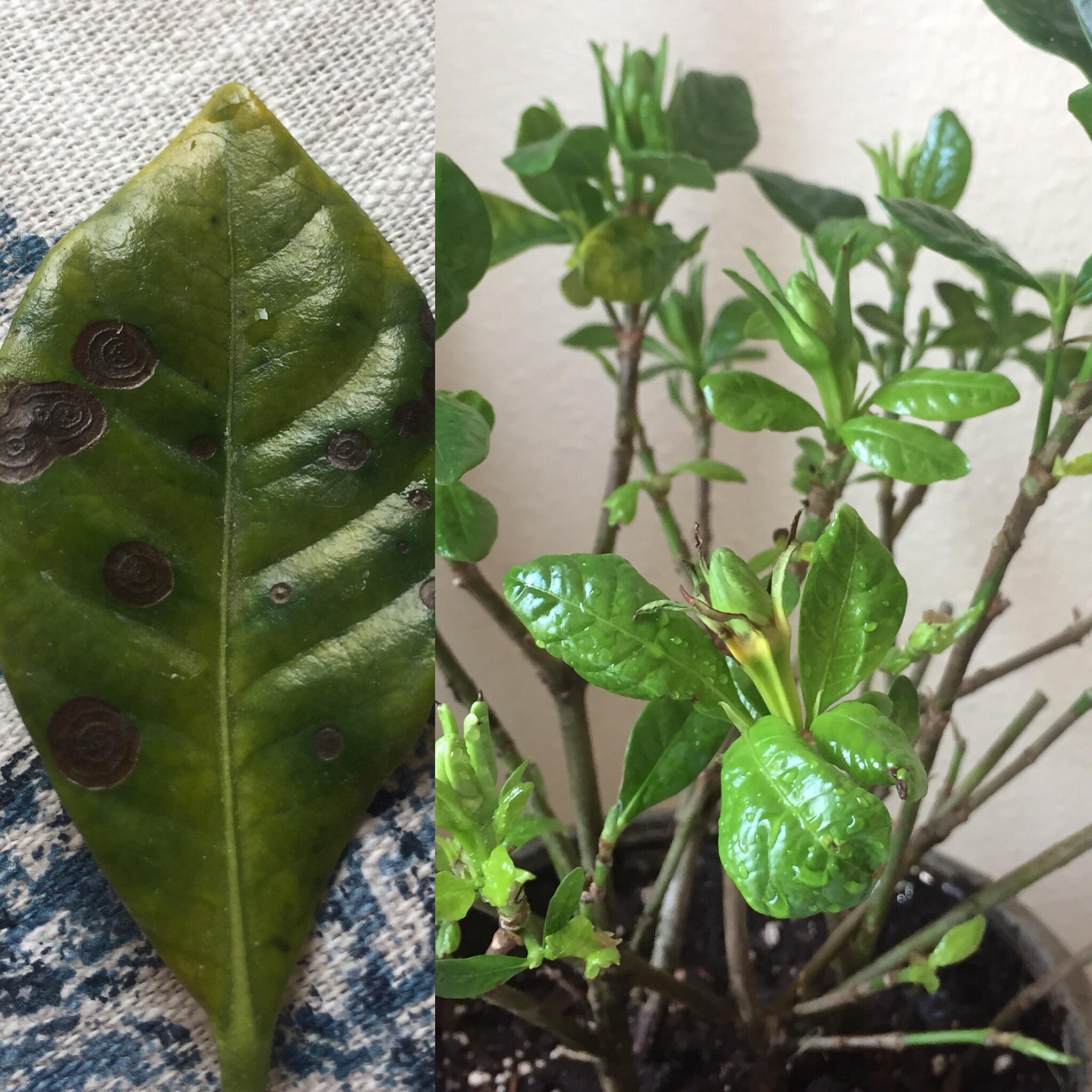 Within about a week of having this plant I found these black spots. I