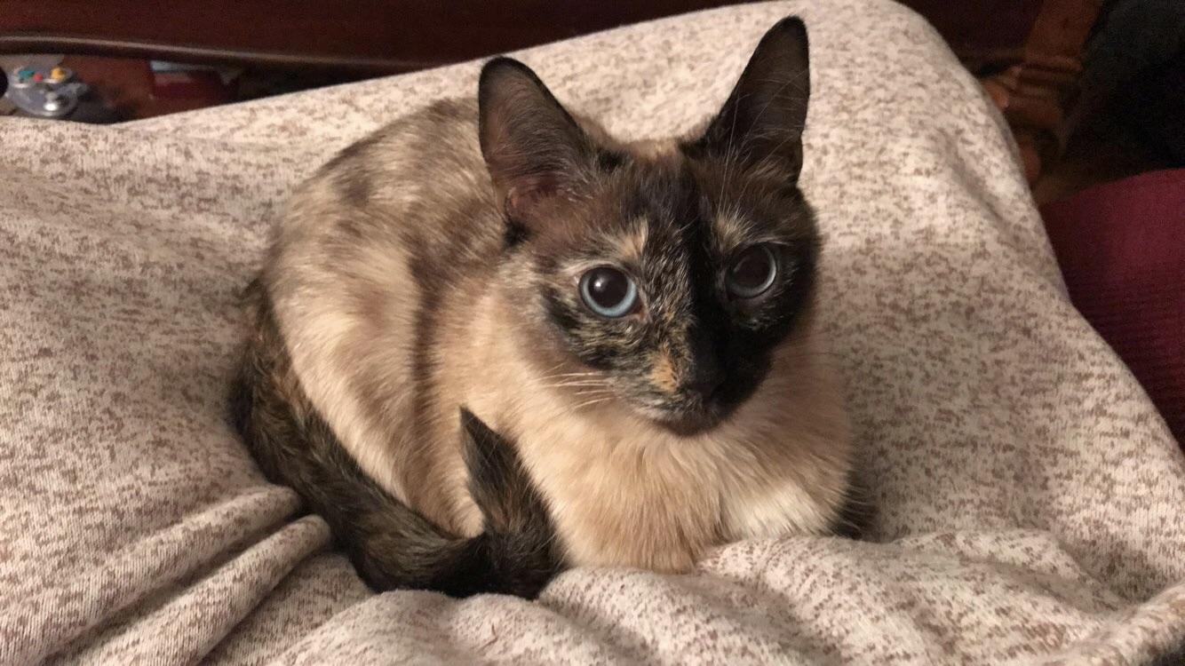 A rare quiet moment r/Siamesecats