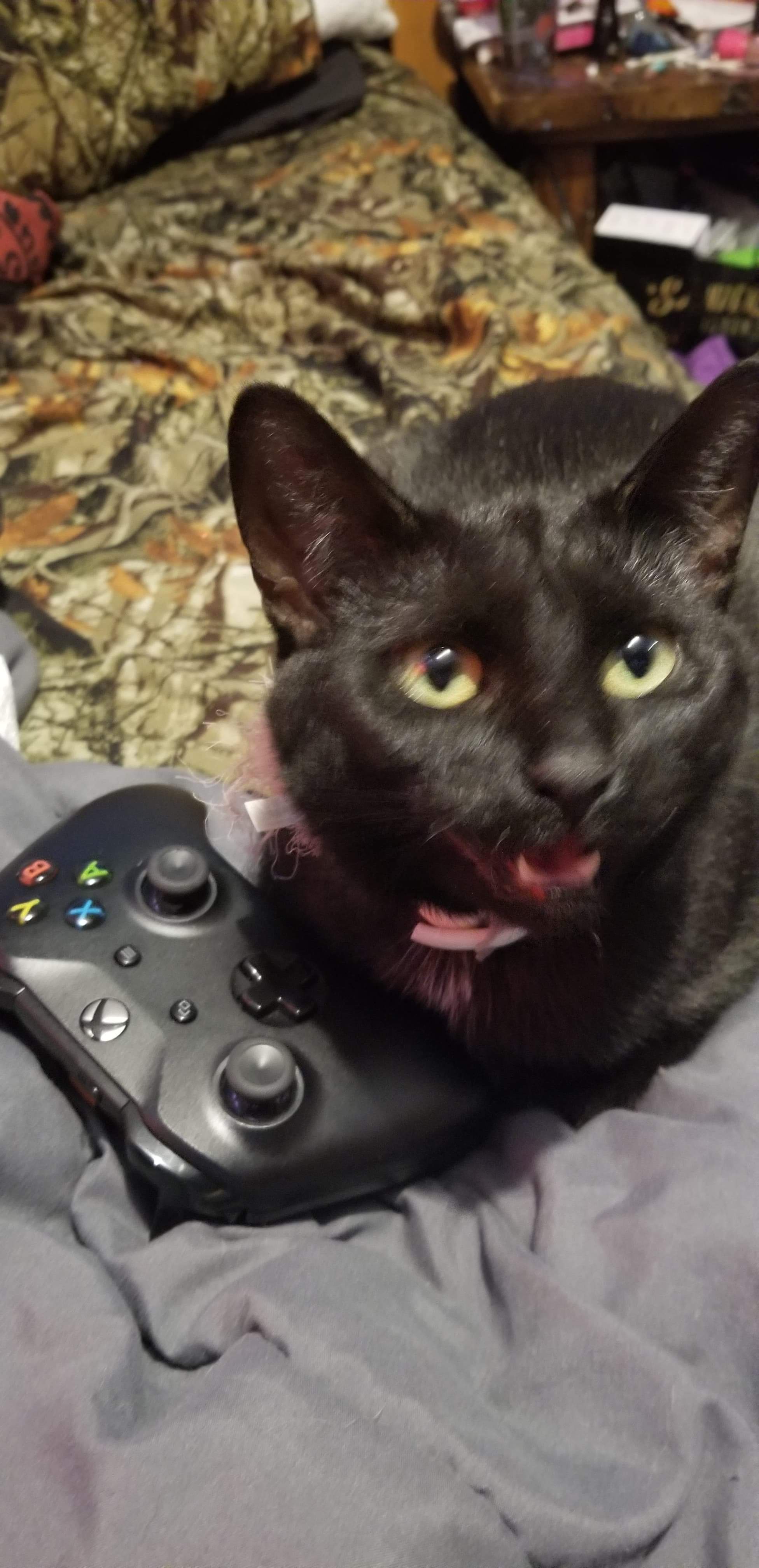 Shocked Black Cat Meme
