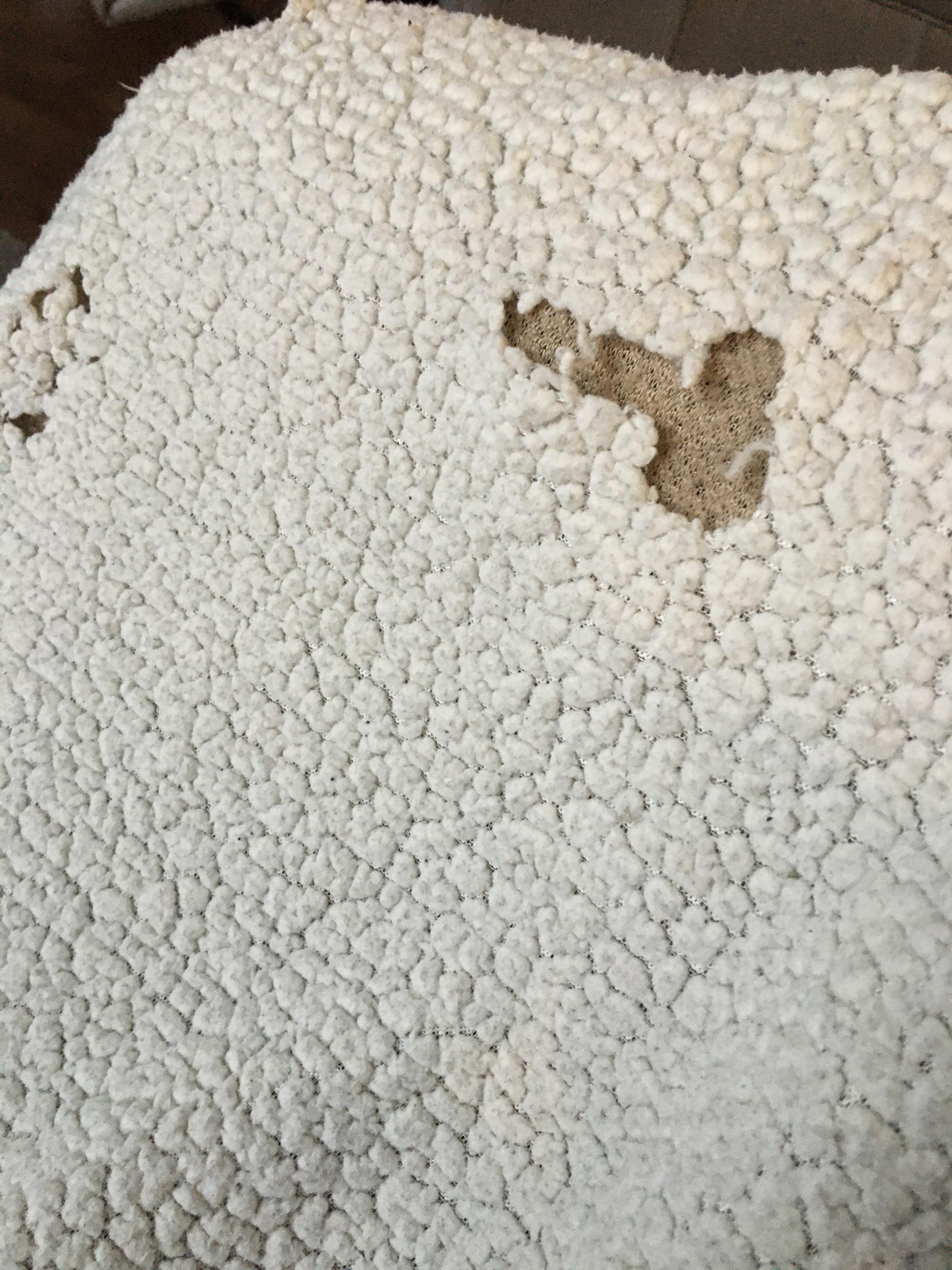 The hole my dog chewed into her blanket r/mildlypenis