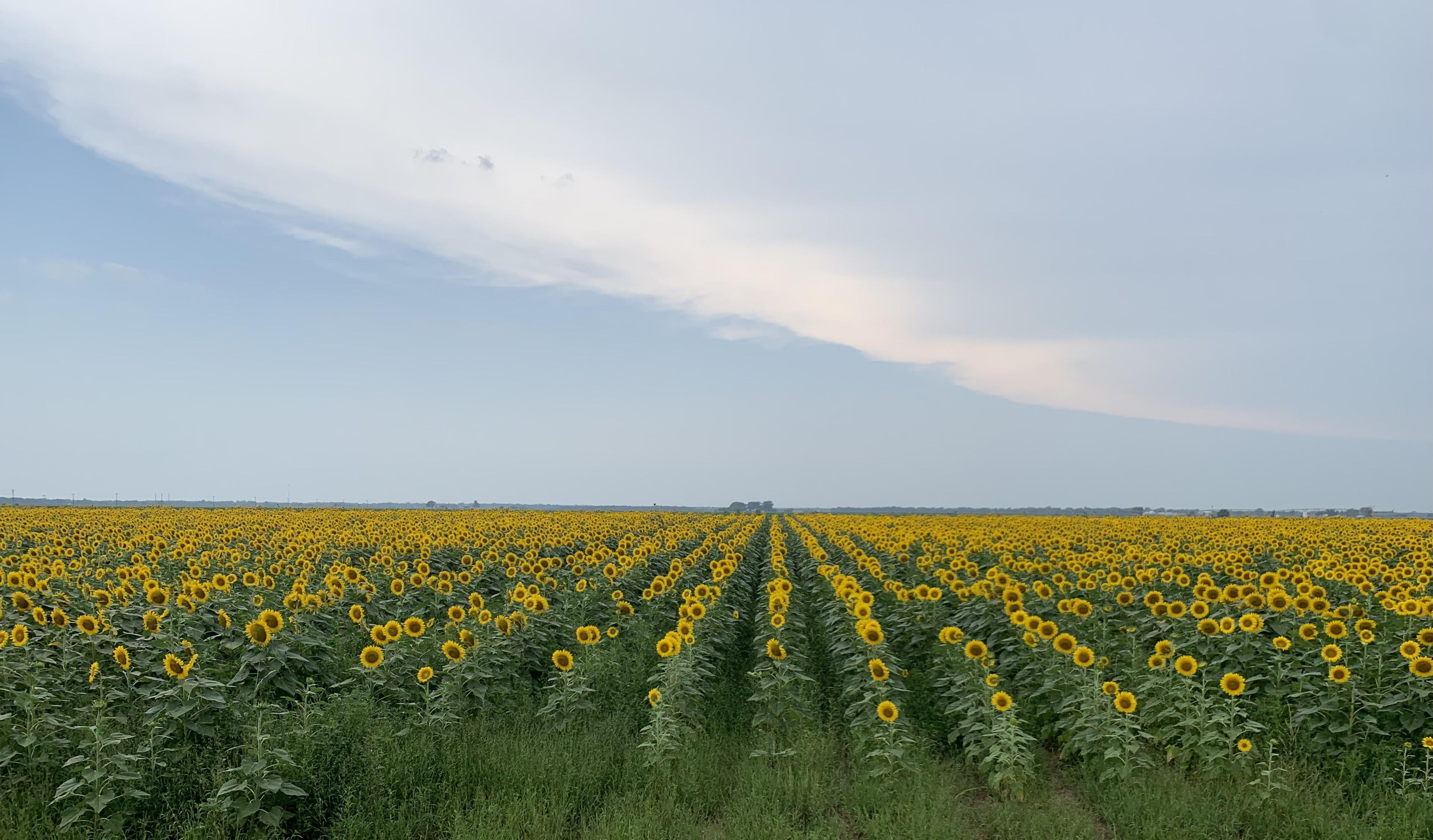 Sunflowers in Snook, Tx. r/TexasViews