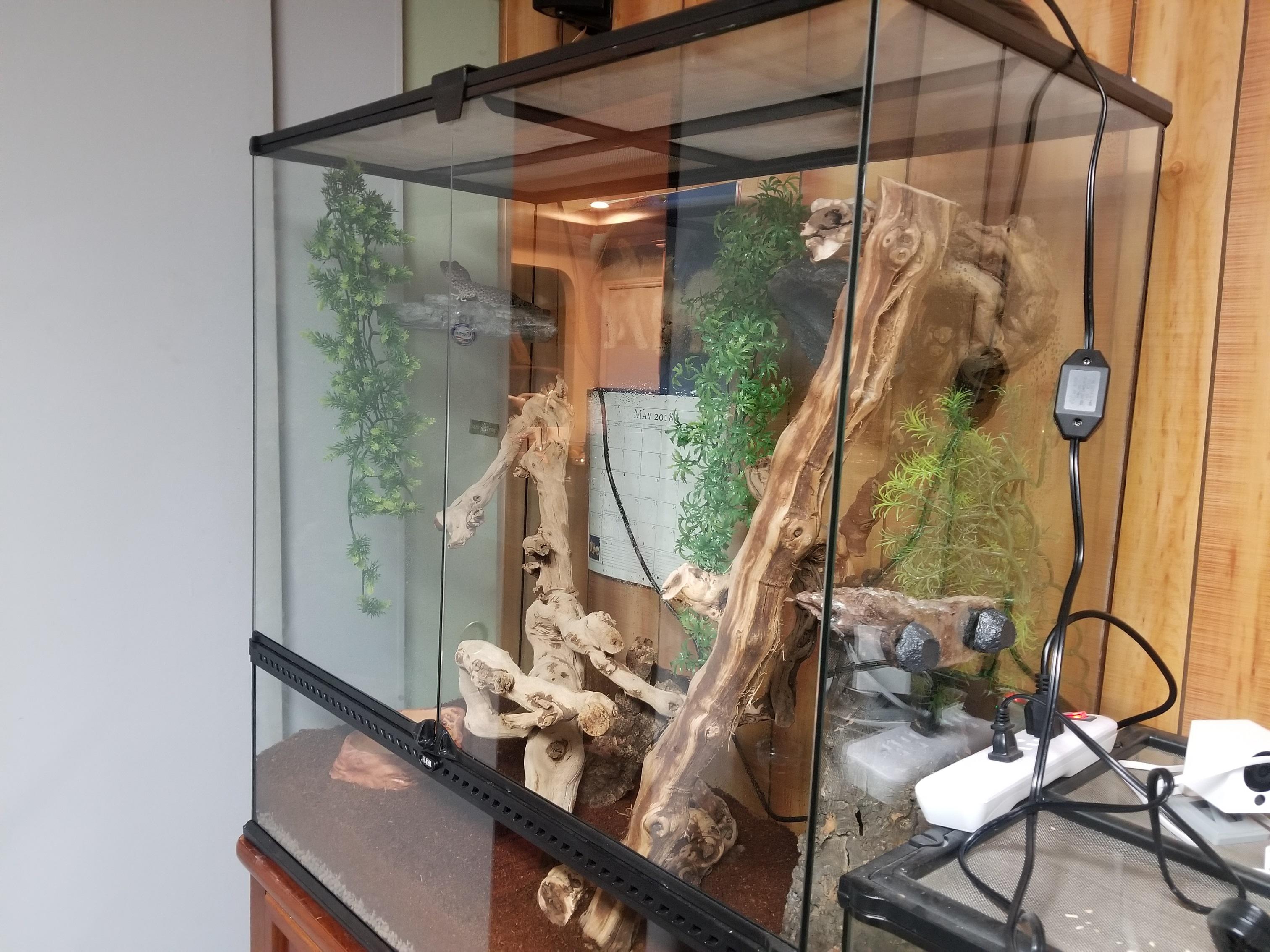 Got my Tokay gecko a kind sized cage today. Exo Terra 36x18x36. Double the size of his old one