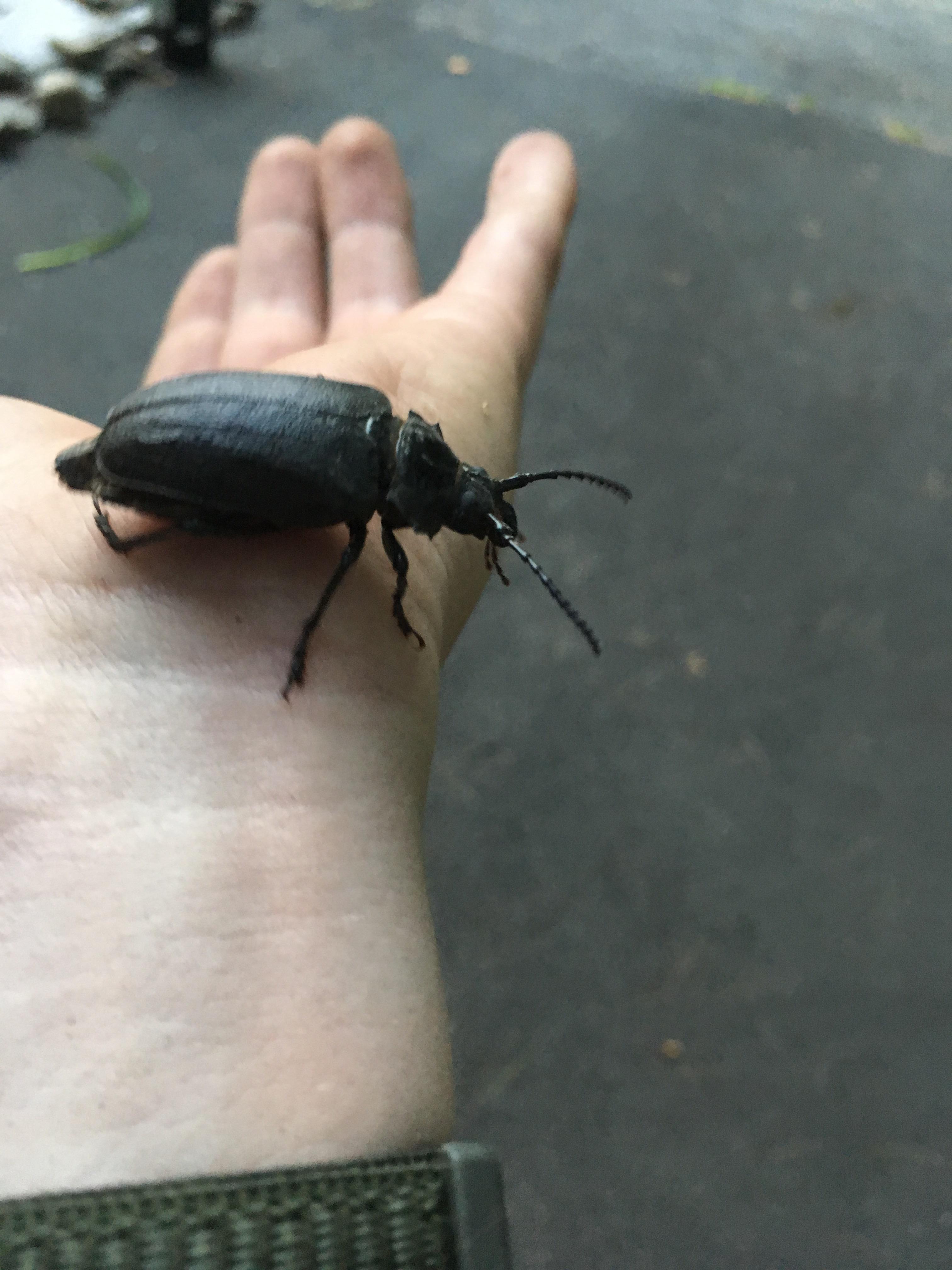 What is this huge beetle? r/whatsthisbug