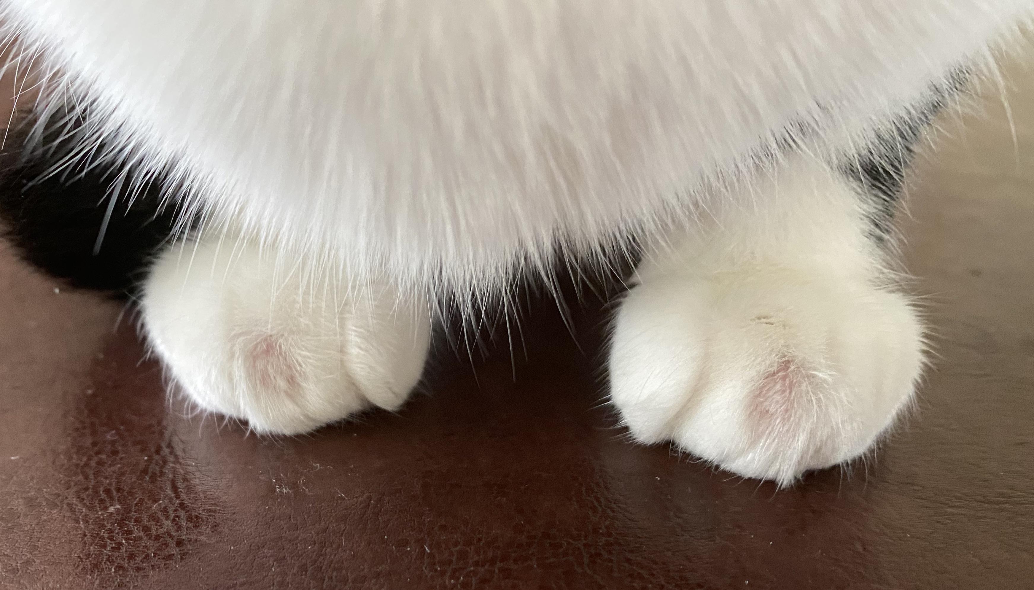 just wondering, what are these on my cats paws? r/CATHELP