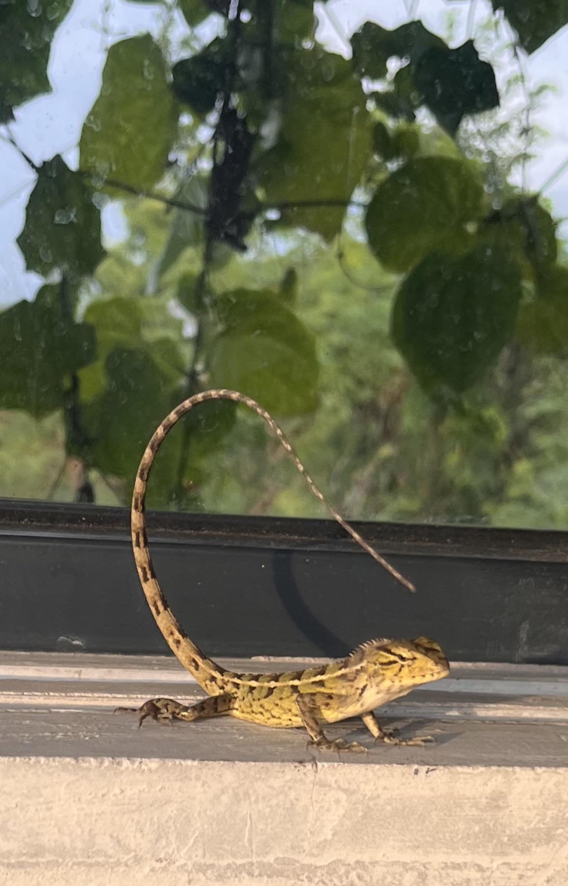 Anyone know the species? Chilling in my hotel in Bali. r/Lizards