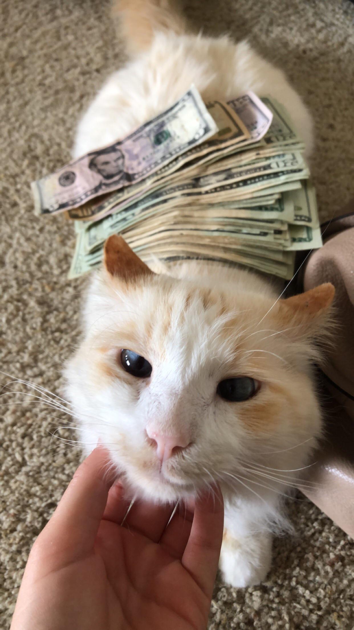 Rent keeper r/catsbeingbanks