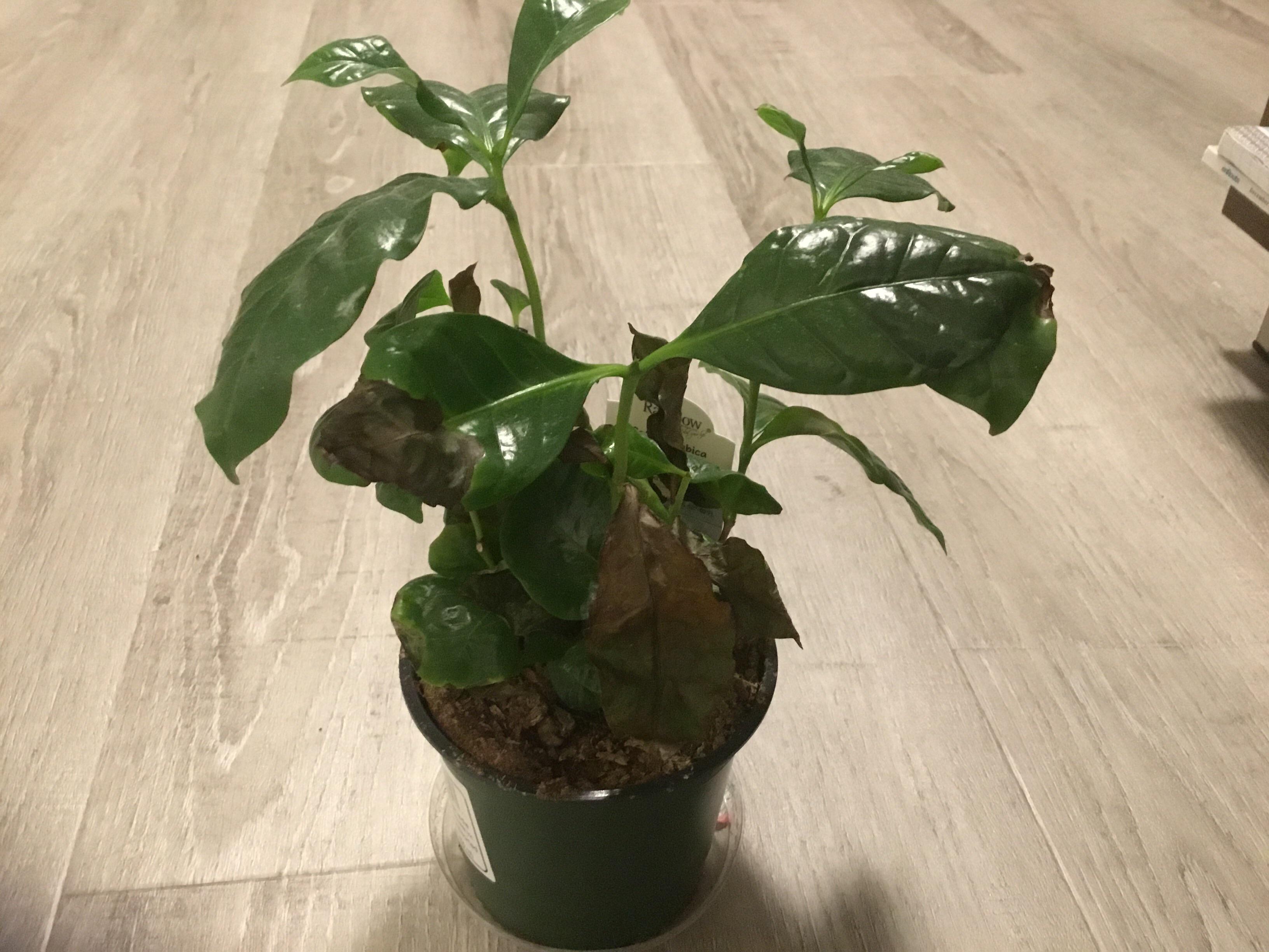 Why is my coffee plant doing this? r/houseplants