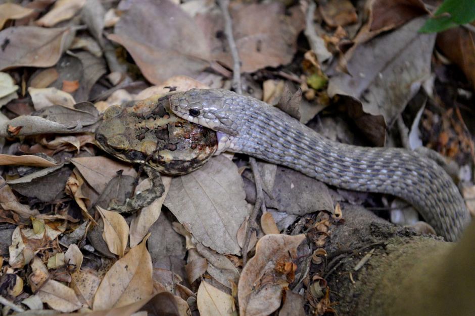 The Common Keelback (Tropidonophis mairii) is one of the few snakes
