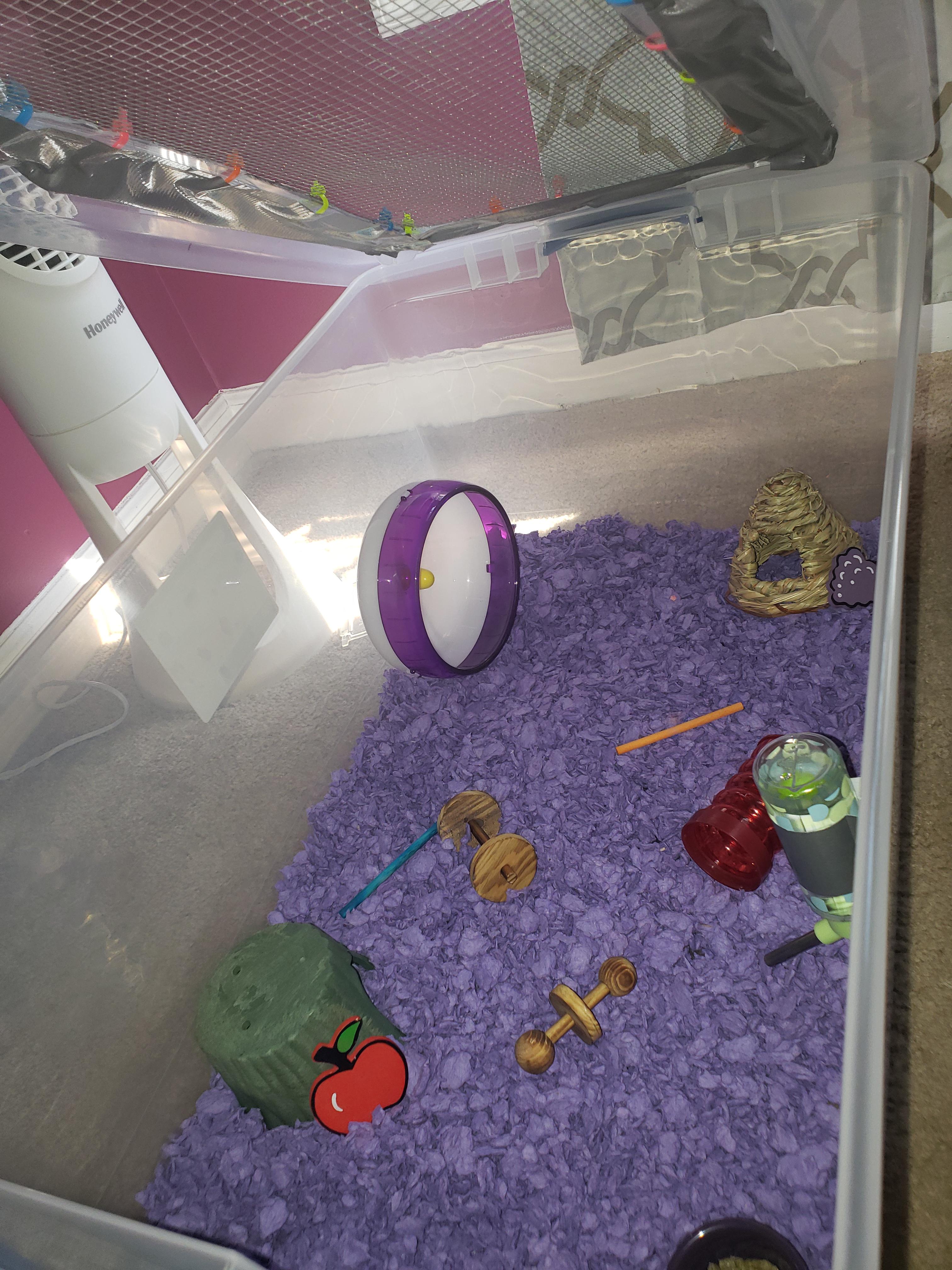 Storage bin tips and ideas needed. I just bought a Roborovki dward