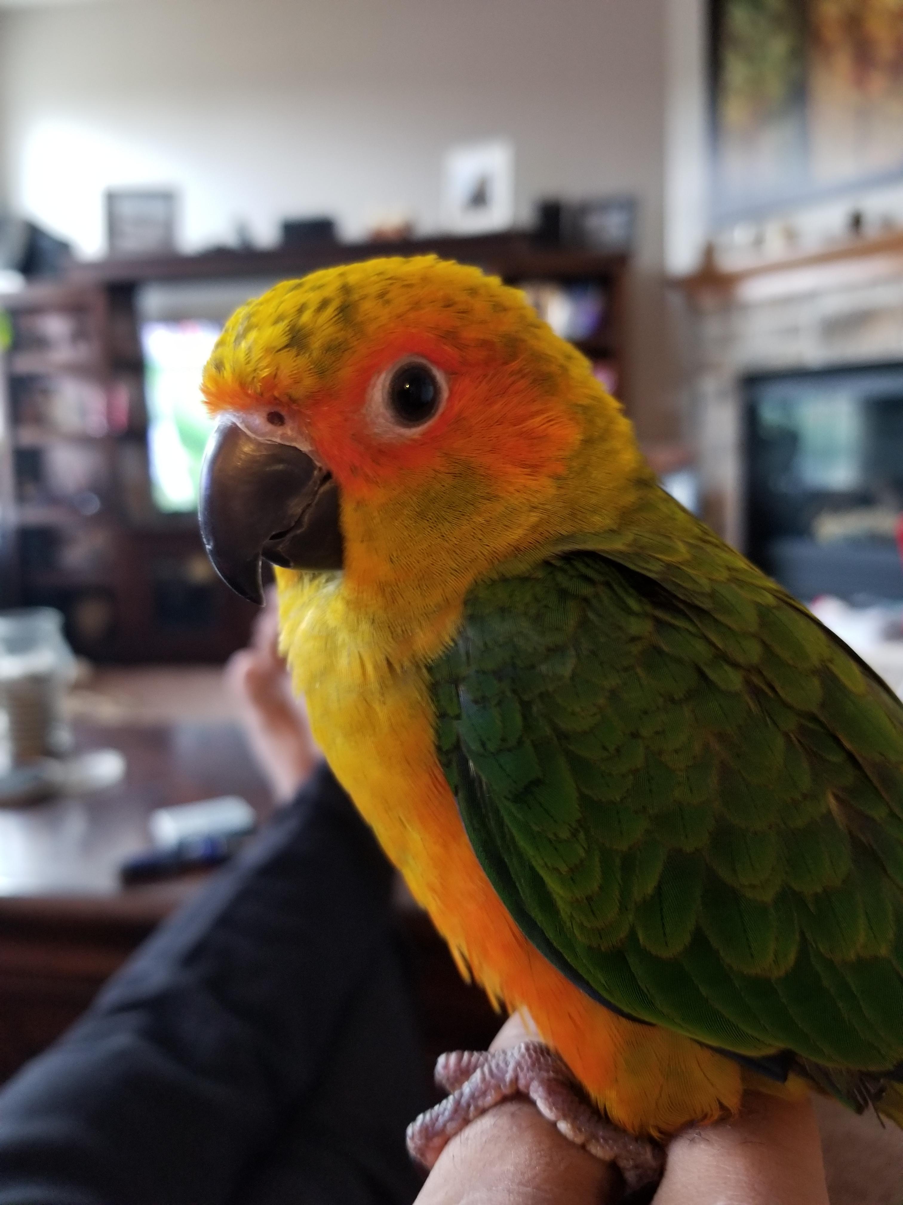 5 month old sun conure very playful little fellow r/parrots