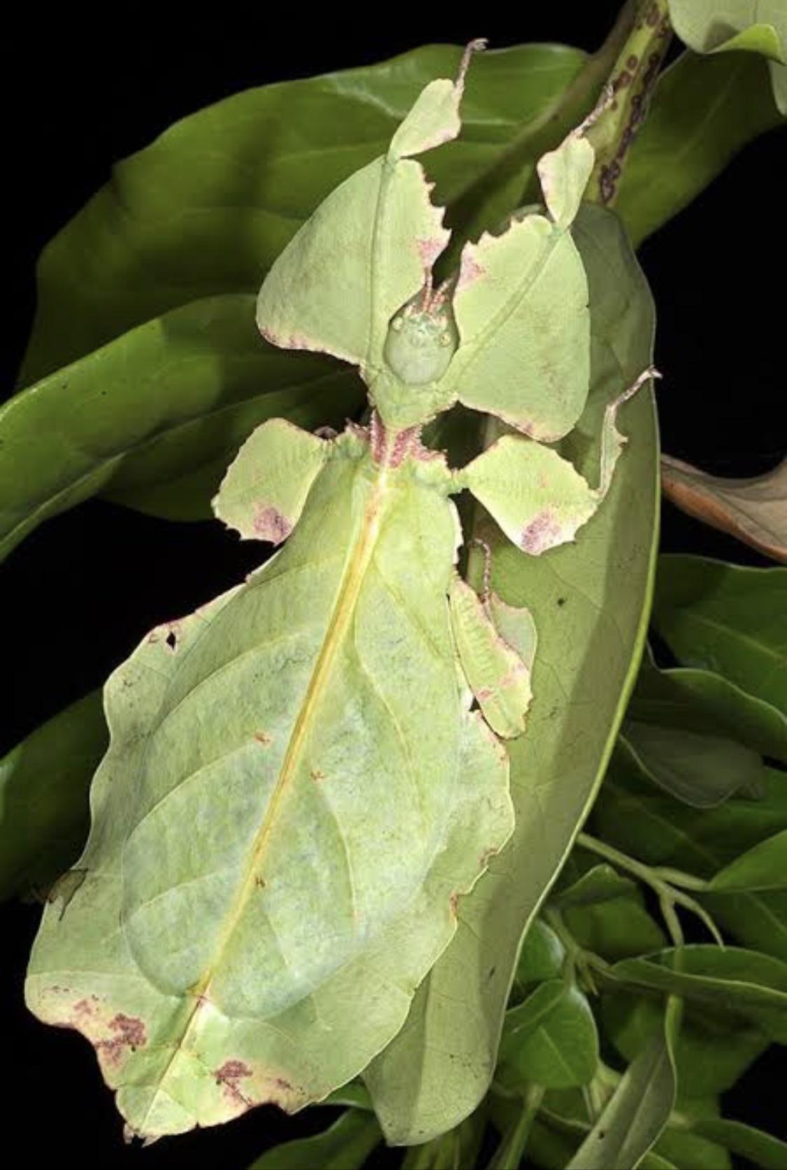 (OC) saw the giant leaf insect for the first time, looks so amazing to