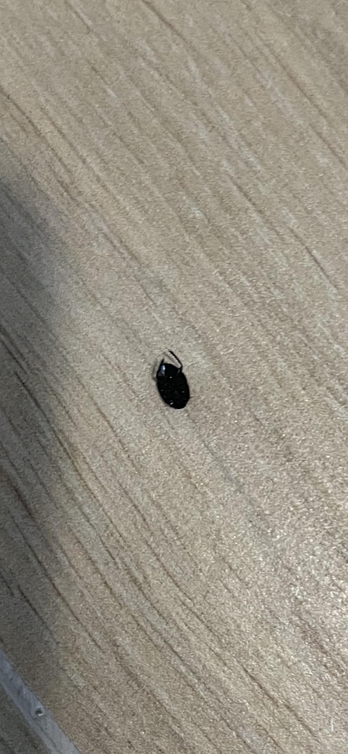 What is this bug keeps coming into my house. Can anyone help? r
