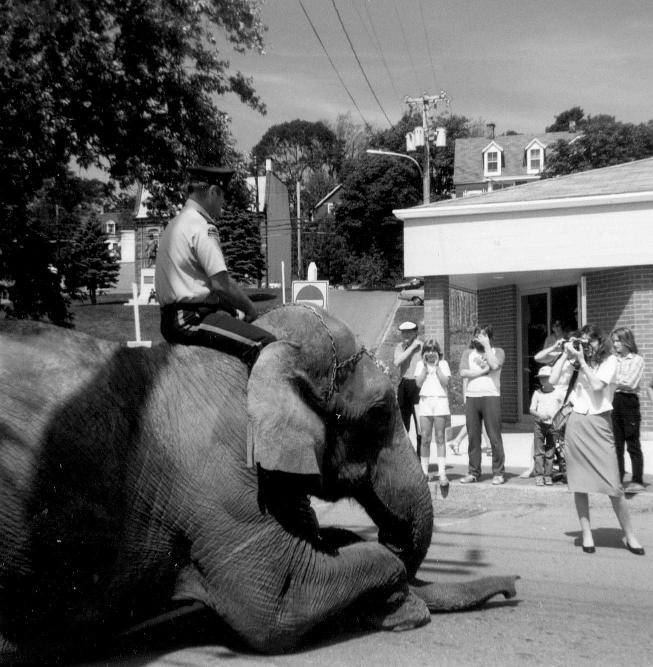 My grandfather riding an elephant through town (1969) r/OldSchoolCool