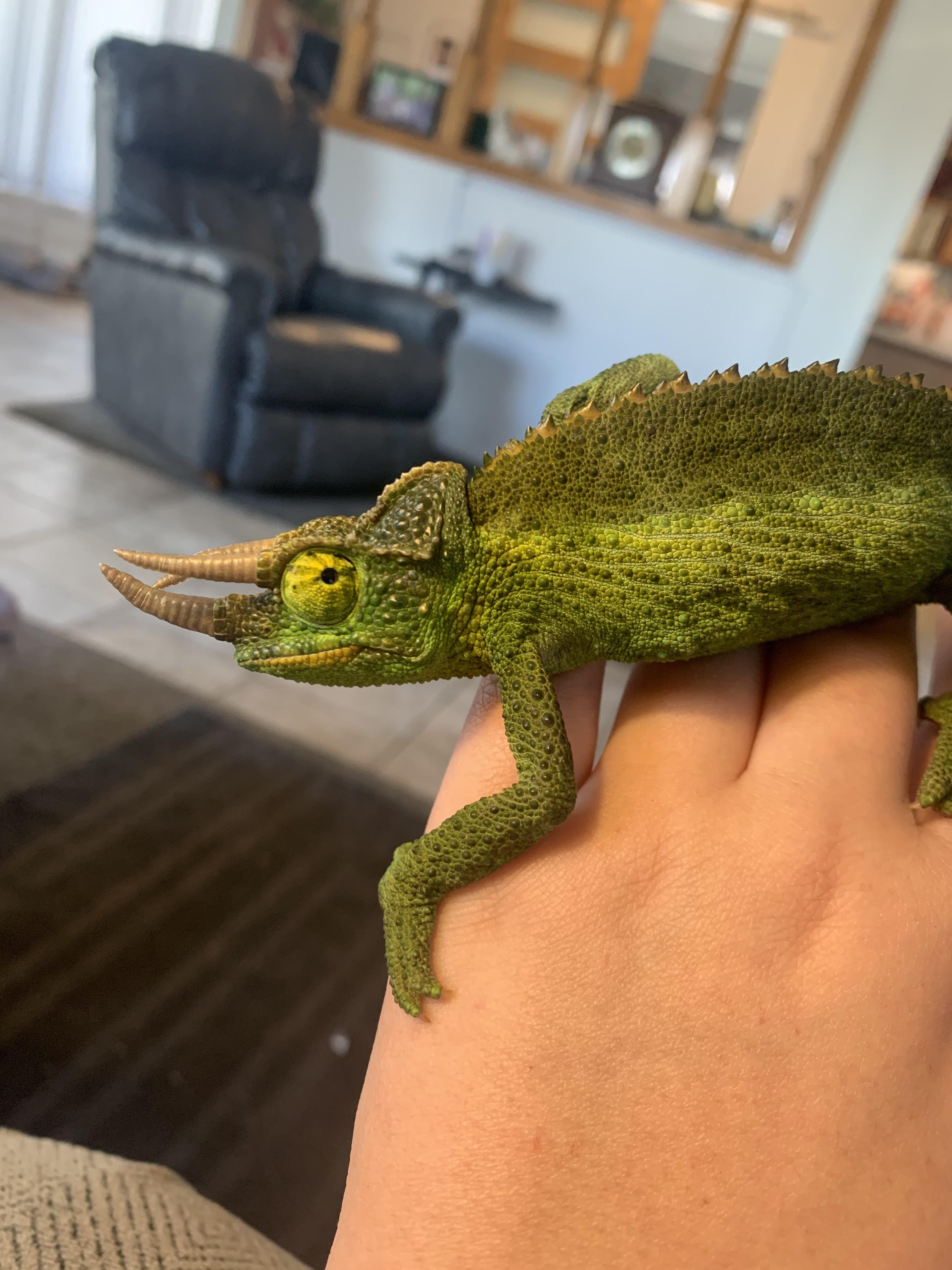 My new chameleon finally decided to come out of his tank today! r