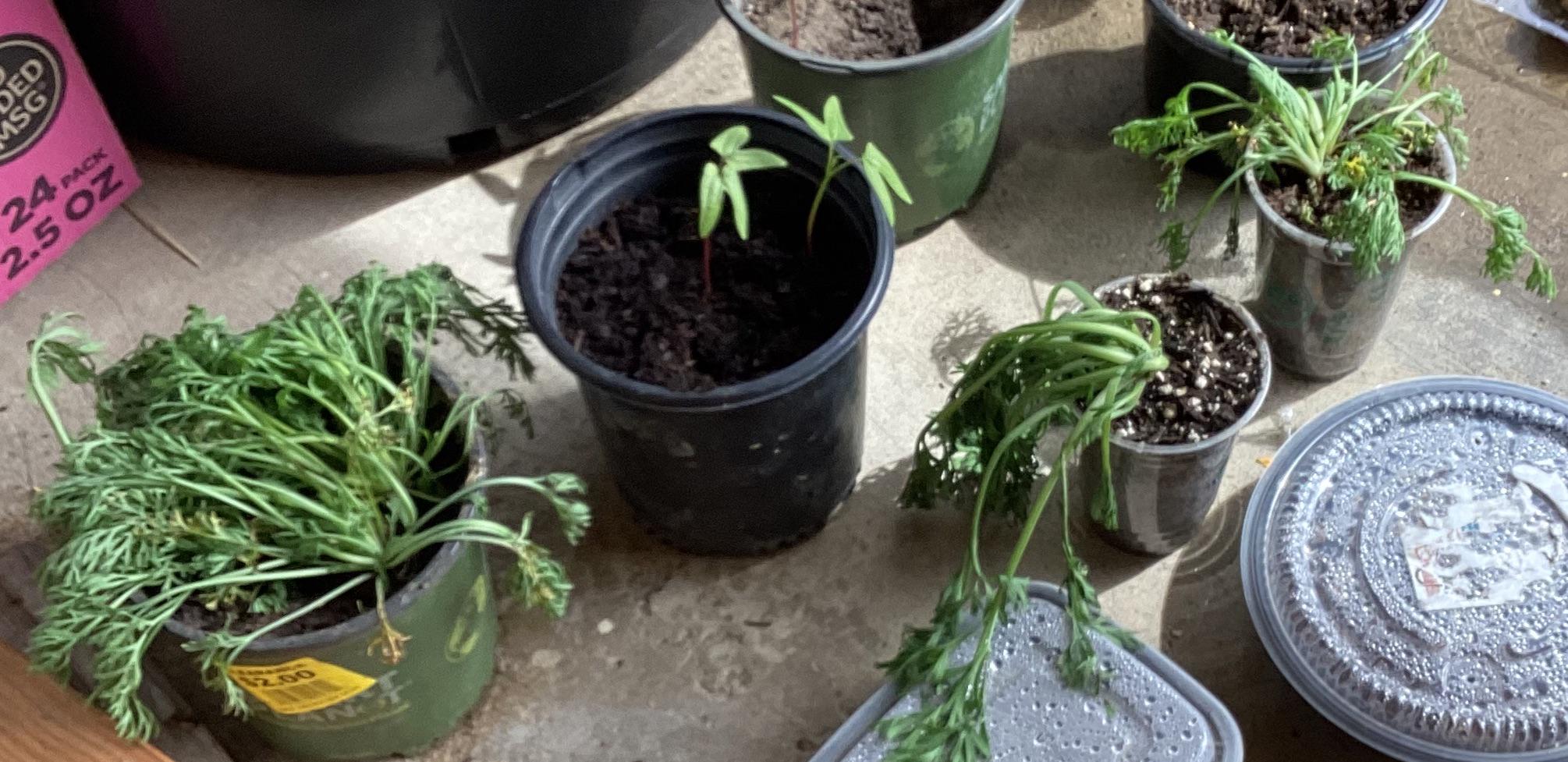 Help, my California poppies are wilting, however some of the bigger